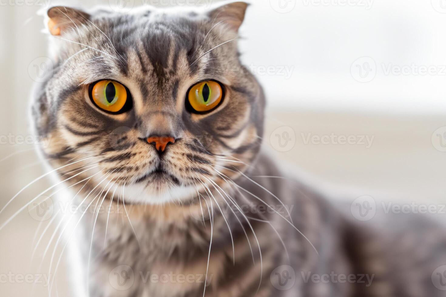 Exploring the Allure of a Beautiful Scottish Fold Cat, where Whiskered Elegance and Playful Charm Unite in a Mesmerizing Portrait of Cuddly Delight photo