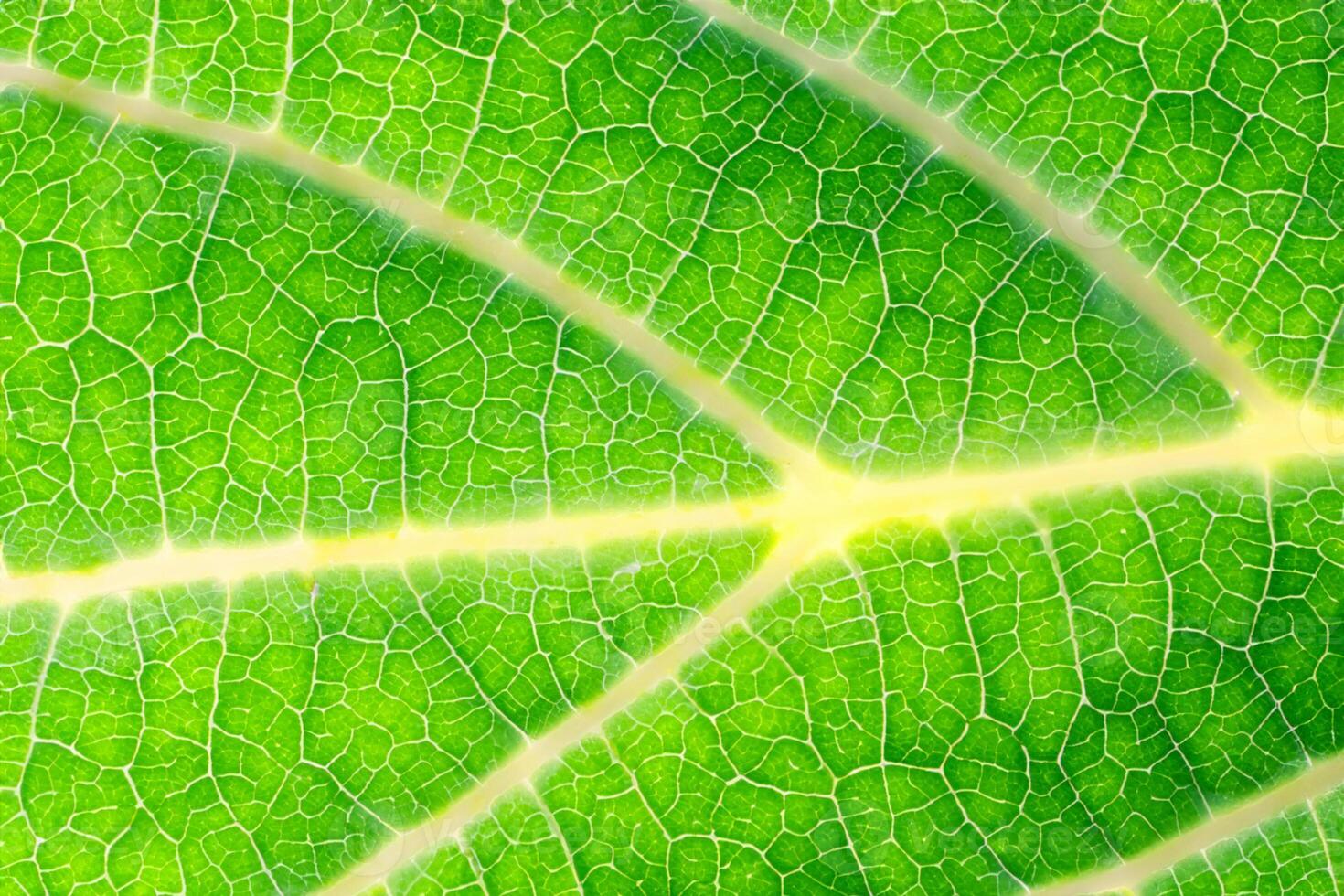 Exploring the Sublime Beauty of a Beautiful Macro Leaf, Where Intricate Veins and Vivid Textures Unfold, Creating an Enchanting Microcosm of Nature's Delicate Artistry photo