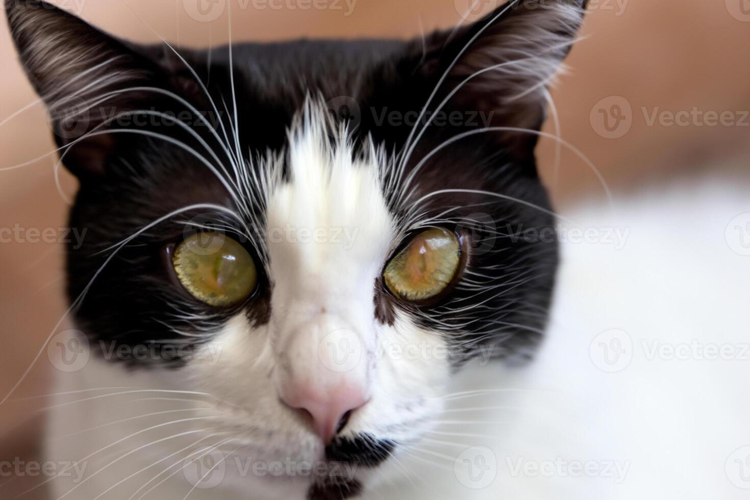 Exploring the Allure of a Beautiful Scottish Fold Cat, where Whiskered Elegance and Playful Charm Unite in a Mesmerizing Portrait of Cuddly Delight photo