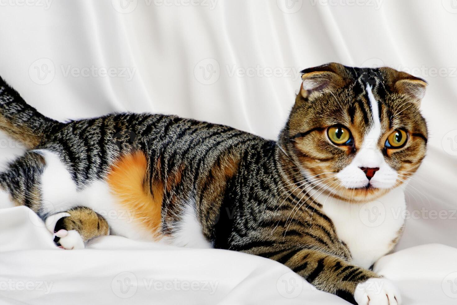 Embracing the Beauty of a Beautiful Cute Whiskered Charm Scottish Fold, Where Playful Elegance and Endearing Whiskers Combine in a Captivating Portrait of Feline Delight, Bringing Joy to Every Heart photo