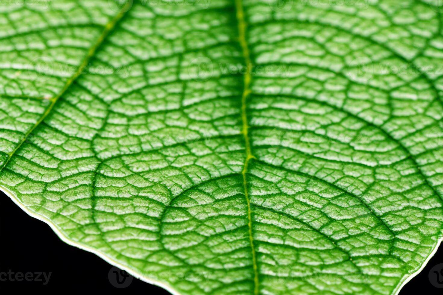 Exploring the Sublime Beauty of a Beautiful Macro Leaf, Where Intricate Veins and Vivid Textures Unfold, Creating an Enchanting Microcosm of Nature's Delicate Artistry photo