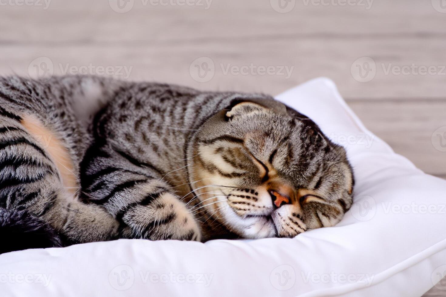 Embracing the Beauty of a Beautiful Cute Whiskered Charm Scottish Fold, Where Playful Elegance and Endearing Whiskers Combine in a Captivating Portrait of Feline Delight, Bringing Joy to Every Heart photo