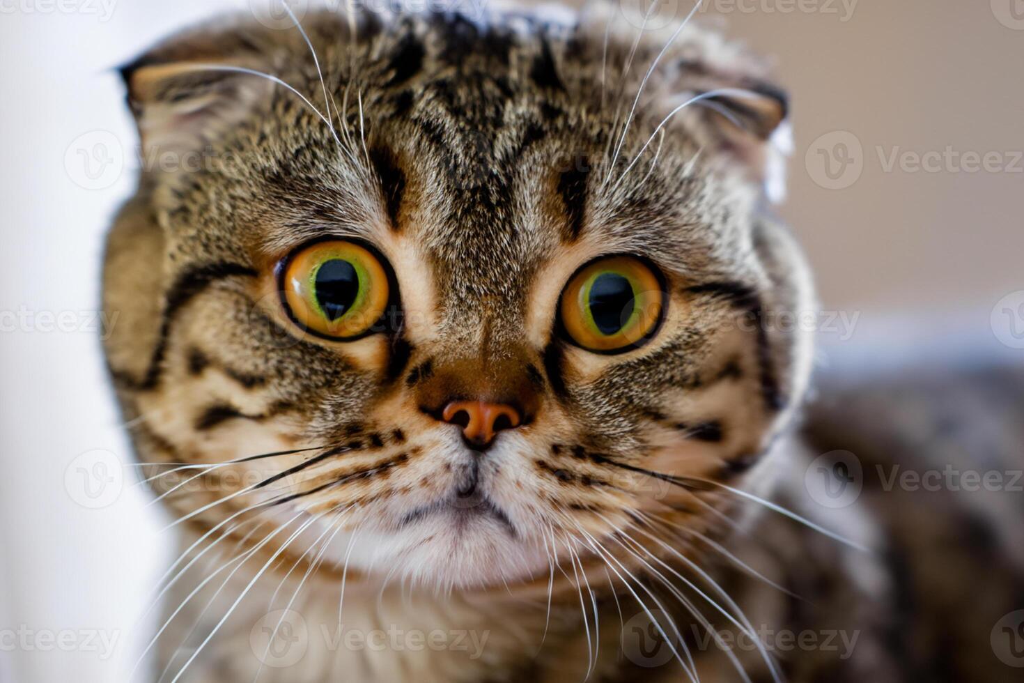Exploring the Allure of a Beautiful Scottish Fold Cat, where Whiskered Elegance and Playful Charm Unite in a Mesmerizing Portrait of Cuddly Delight photo