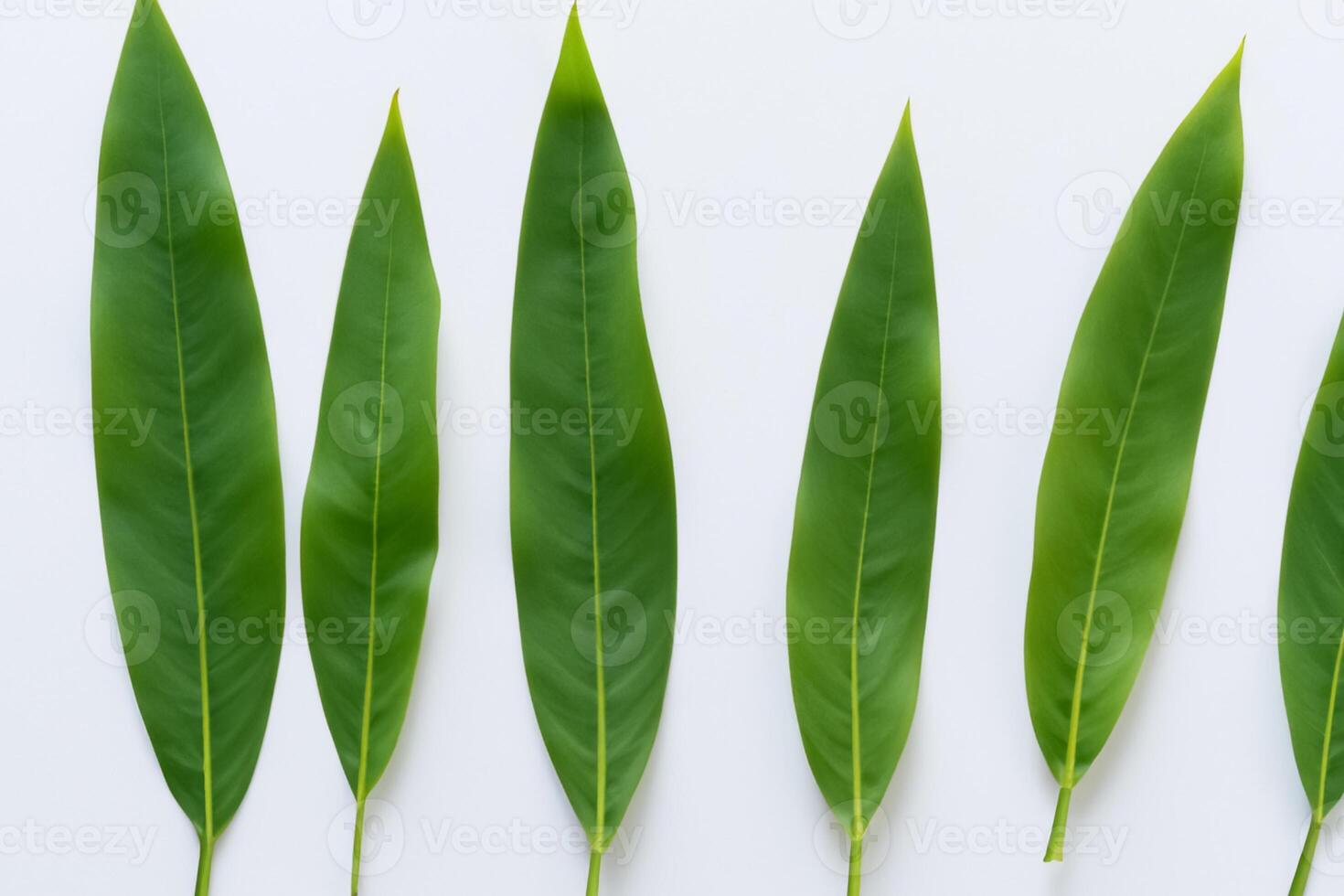 Embracing the Allure of Beautiful Bamboo Leaves, where Graceful Green Blades Dance in Harmonious Symphony, Creating a Tranquil Oasis of Nature's Poise and Timeless Beauty photo