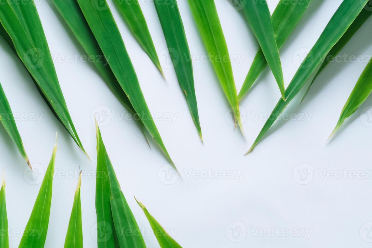 A Culinary Odyssey with the Beautiful Pandan Leaf, Infusing Delicate Aromas and Vibrant Green Hues into Exquisite Dishes, Elevating Flavor Profiles with Nature's Fresh Elegance photo