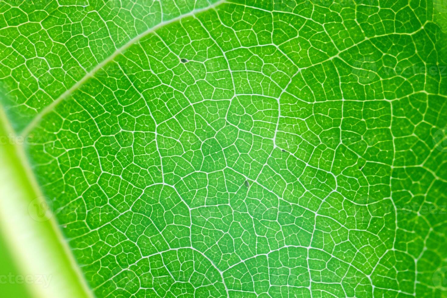 Exploring the Sublime Beauty of a Beautiful Macro Leaf, Where Intricate Veins and Vivid Textures Unfold, Creating an Enchanting Microcosm of Nature's Delicate Artistry photo