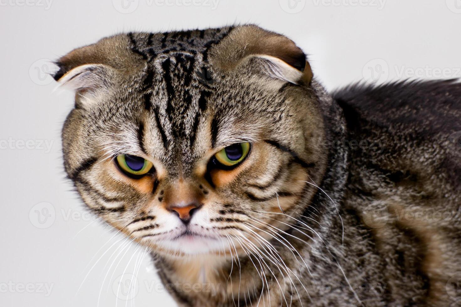 Exploring the Allure of a Beautiful Scottish Fold Cat, where Whiskered Elegance and Playful Charm Unite in a Mesmerizing Portrait of Cuddly Delight photo