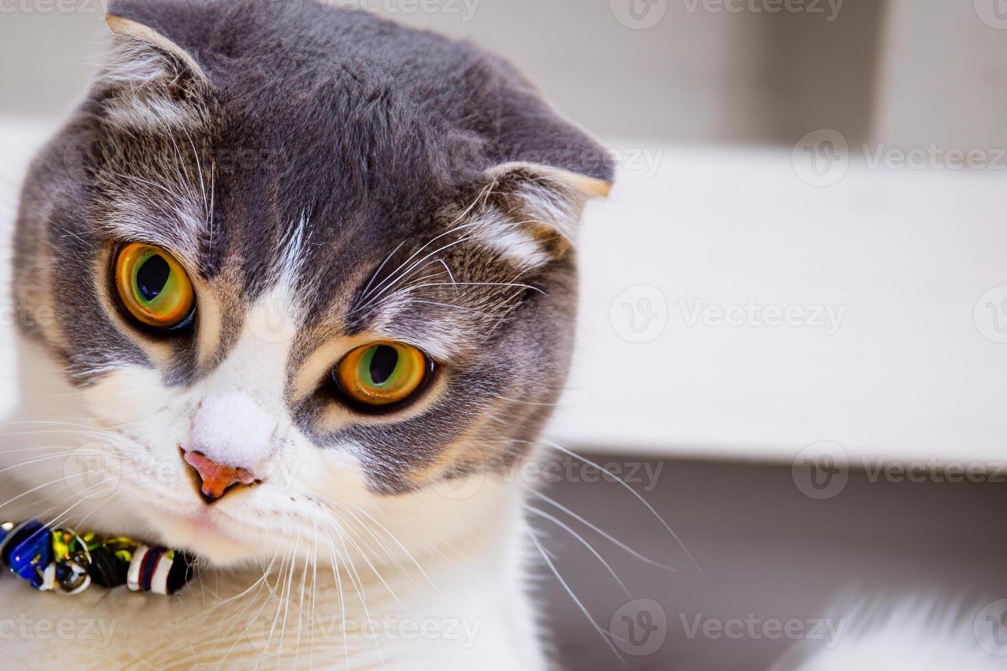 Embracing the Beauty of a Beautiful Cute Whiskered Charm Scottish Fold, Where Playful Elegance and Endearing Whiskers Combine in a Captivating Portrait of Feline Delight, Bringing Joy to Every Heart photo