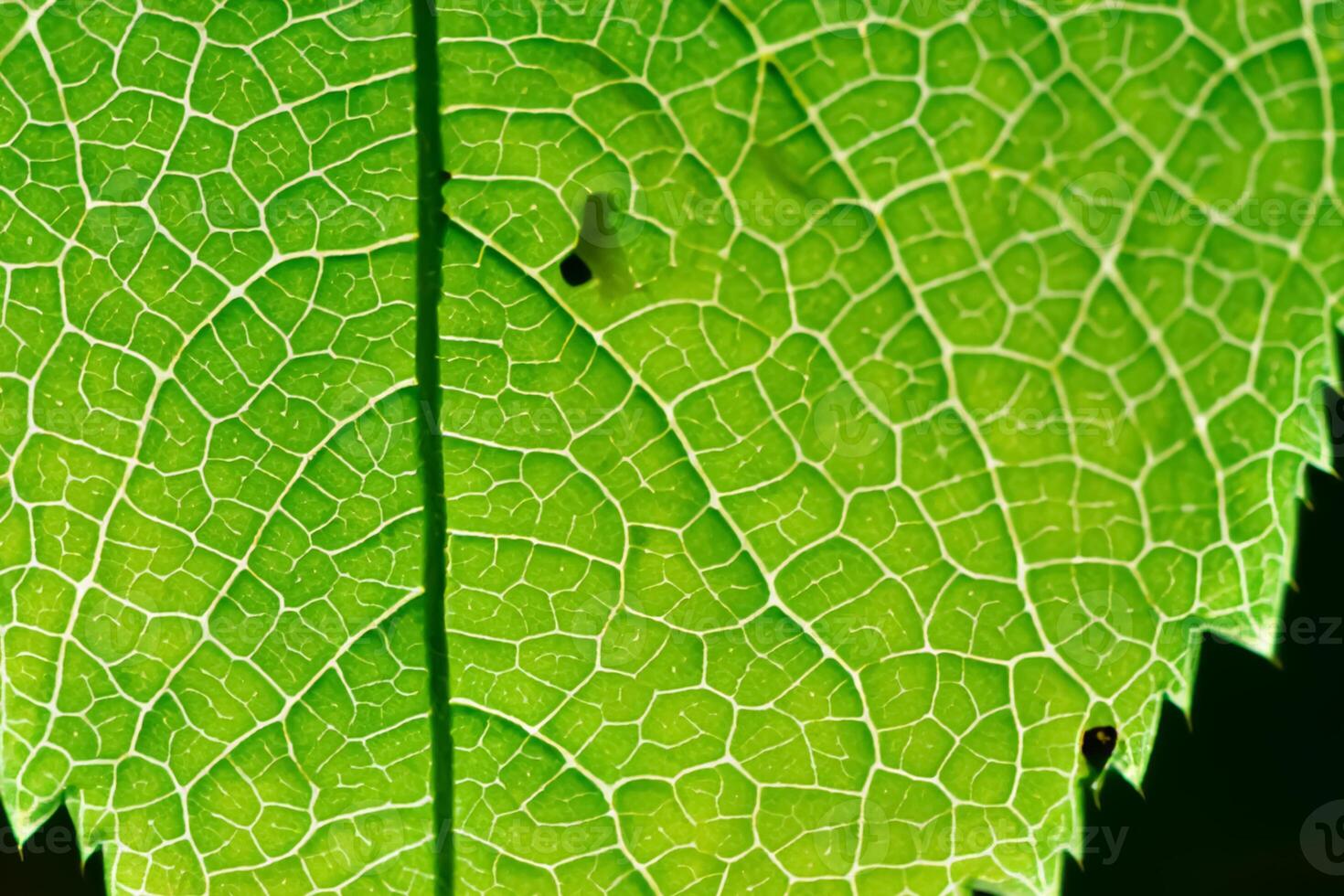Exploring the Sublime Beauty of a Beautiful Macro Leaf, Where Intricate Veins and Vivid Textures Unfold, Creating an Enchanting Microcosm of Nature's Delicate Artistry photo