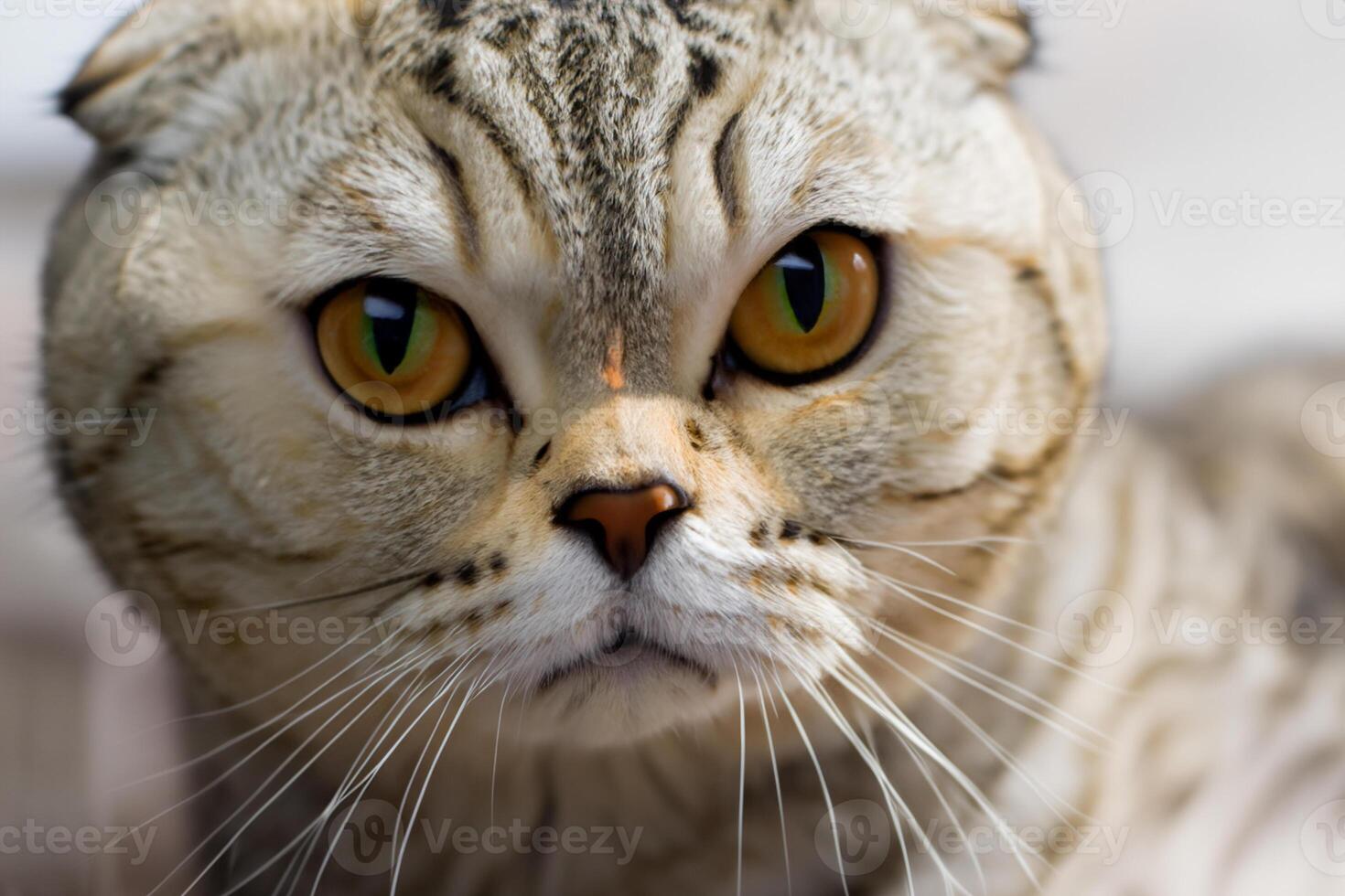 Exploring the Allure of a Beautiful Scottish Fold Cat, where Whiskered Elegance and Playful Charm Unite in a Mesmerizing Portrait of Cuddly Delight photo