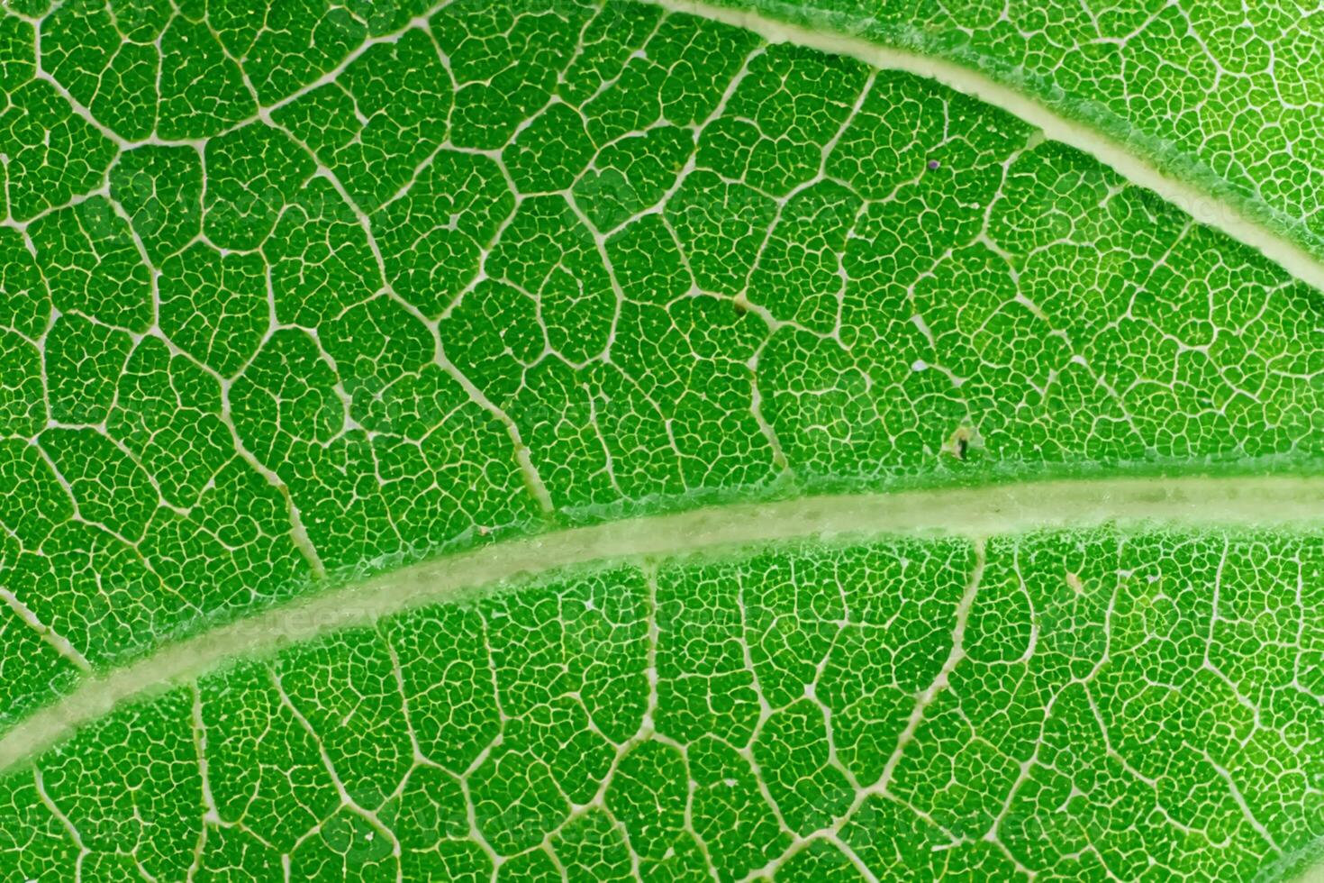Unveiling Nature's Splendor in Every Delicate Vein, a Kaleidoscope of Beauty Adorns this Close-Up Elegance, where Greenery Becomes an Intricate Tapestry of Life photo