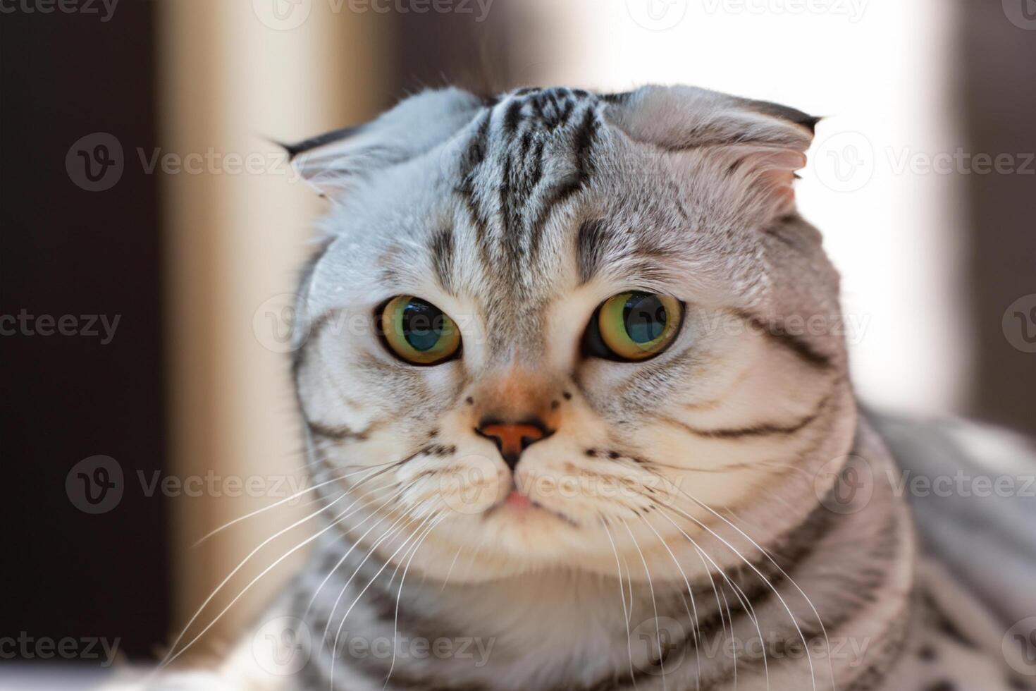 Exploring the Allure of a Beautiful Scottish Fold Cat, where Whiskered Elegance and Playful Charm Unite in a Mesmerizing Portrait of Cuddly Delight photo