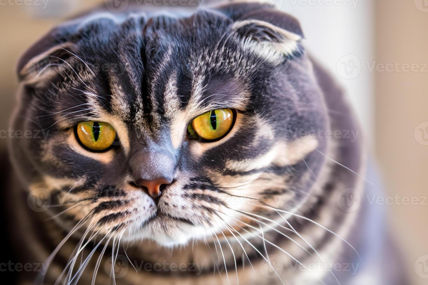 Exploring the Allure of a Beautiful Scottish Fold Cat, where Whiskered Elegance and Playful Charm Unite in a Mesmerizing Portrait of Cuddly Delight photo