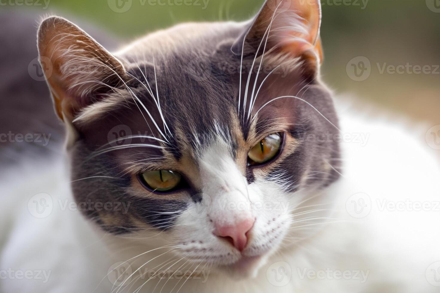 Exploring the Allure of a Beautiful Scottish Fold Cat, where Whiskered Elegance and Playful Charm Unite in a Mesmerizing Portrait of Cuddly Delight photo