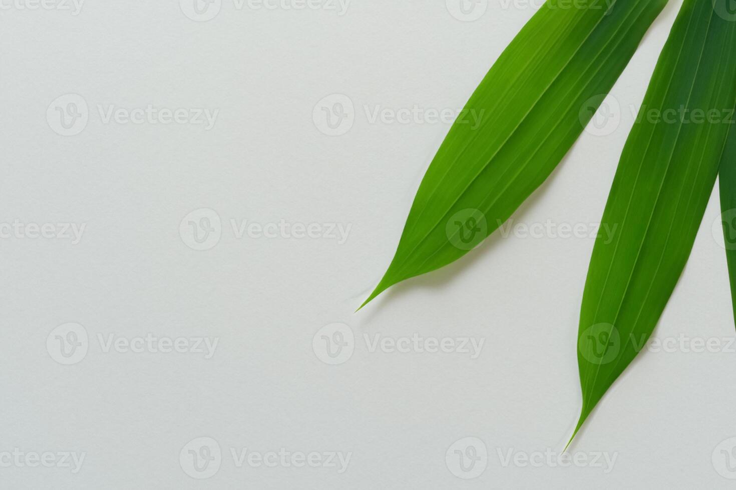 Embracing the Allure of Beautiful Bamboo Leaves, where Graceful Green Blades Dance in Harmonious Symphony, Creating a Tranquil Oasis of Nature's Poise and Timeless Beauty photo