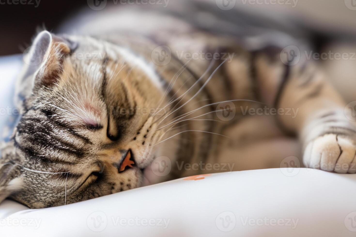 Embracing the Beauty of a Beautiful Cute Whiskered Charm Scottish Fold, Where Playful Elegance and Endearing Whiskers Combine in a Captivating Portrait of Feline Delight, Bringing Joy to Every Heart photo