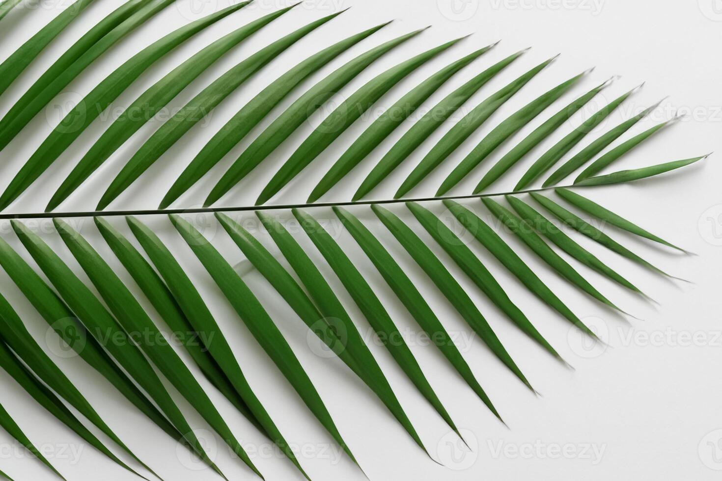 Reveling in the Tropical Splendor of Beautiful Palm Leaves, Where Sun-Kissed Fronds Sway in Nature's Rhythm, Crafting a Breathtaking Tapestry of Exotic Elegance and Endless Tranquility photo