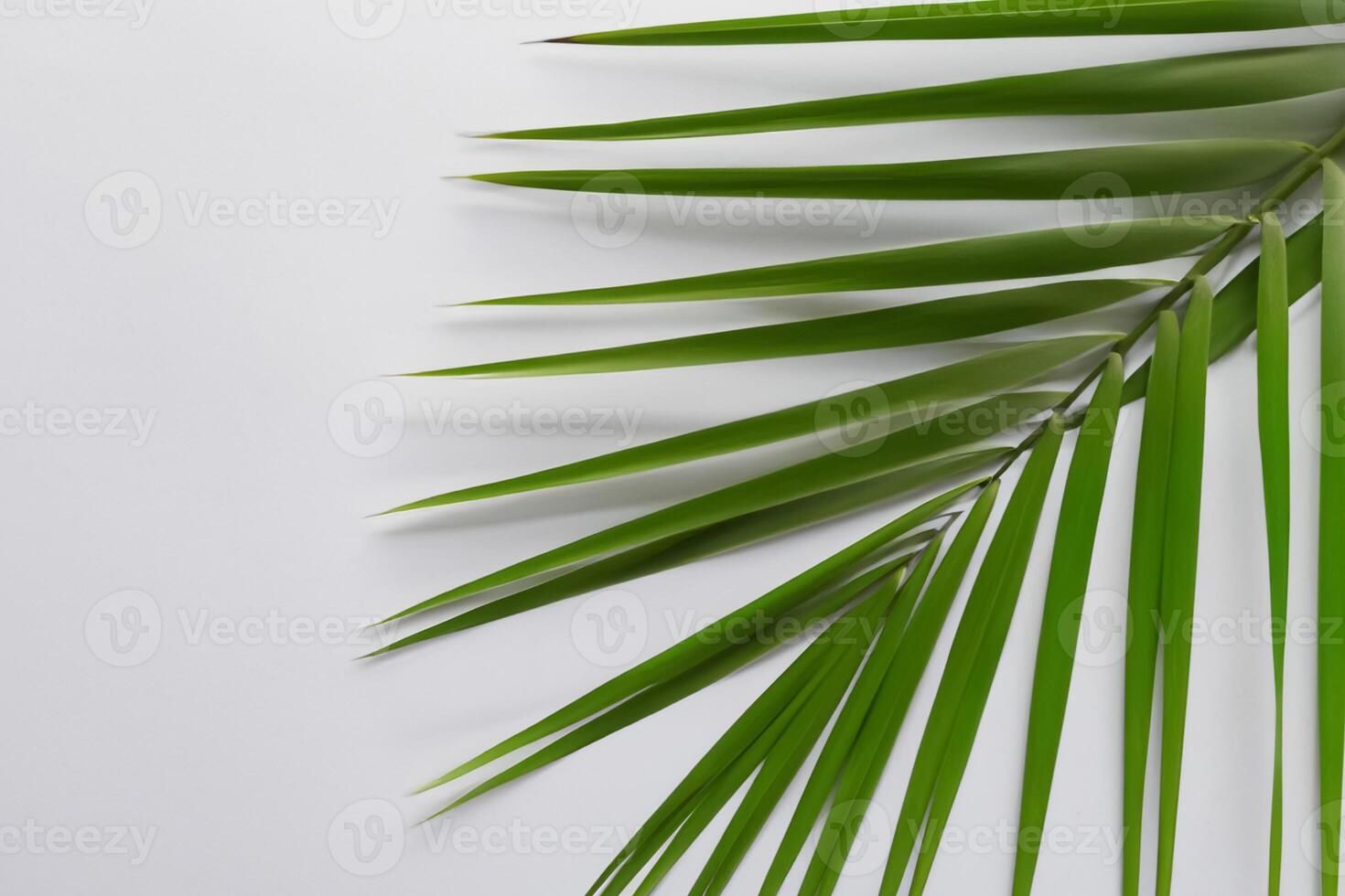 Reveling in the Tropical Splendor of Beautiful Palm Leaves, Where Sun-Kissed Fronds Sway in Nature's Rhythm, Crafting a Breathtaking Tapestry of Exotic Elegance and Endless Tranquility photo