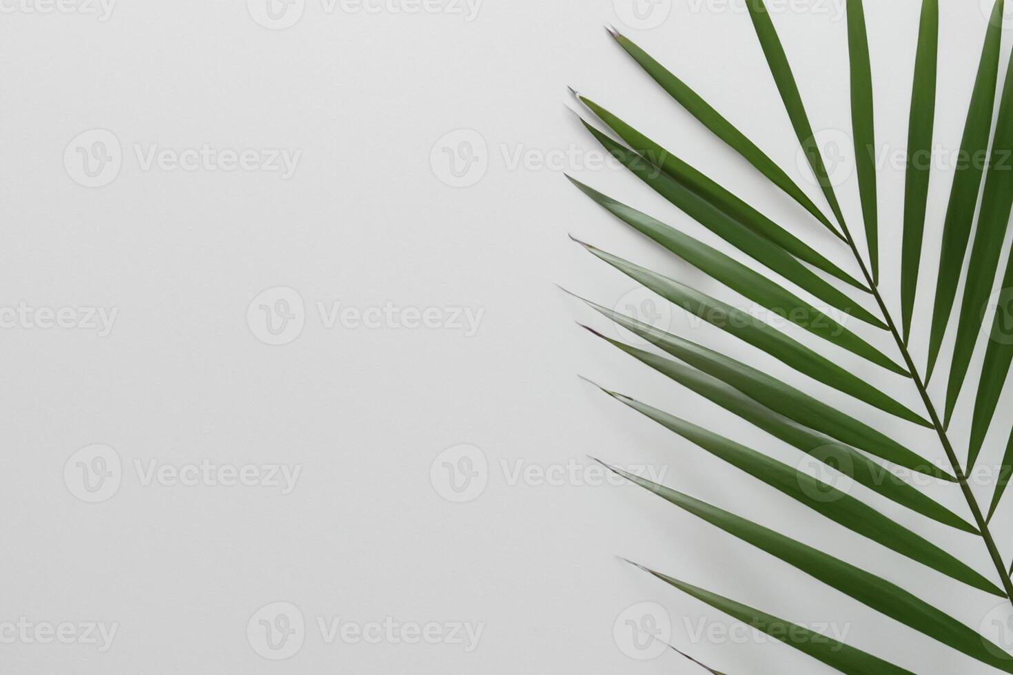 Reveling in the Tropical Splendor of Beautiful Palm Leaves, Where Sun-Kissed Fronds Sway in Nature's Rhythm, Crafting a Breathtaking Tapestry of Exotic Elegance and Endless Tranquility photo
