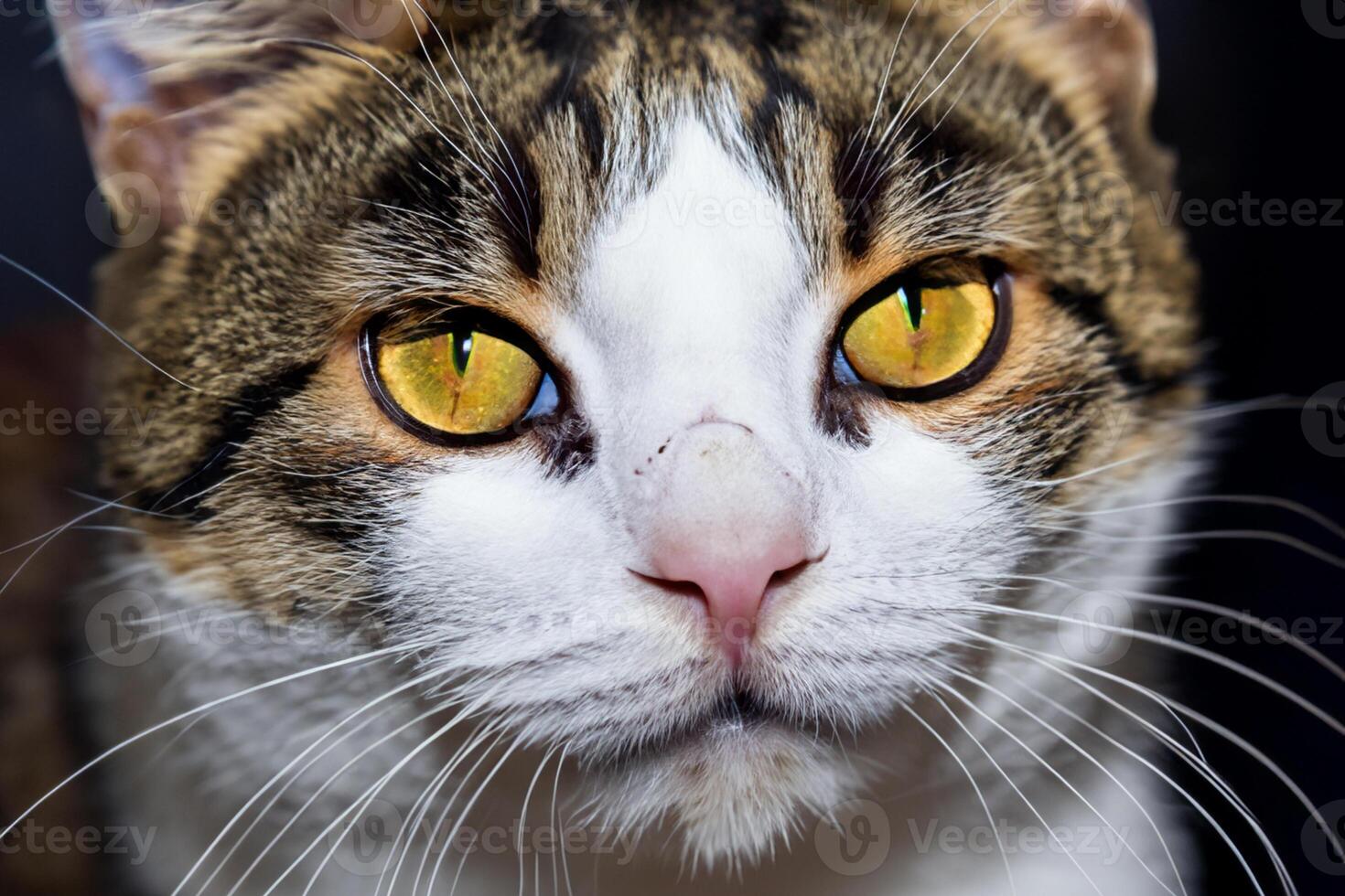 Exploring the Allure of a Beautiful Scottish Fold Cat, where Whiskered Elegance and Playful Charm Unite in a Mesmerizing Portrait of Cuddly Delight photo