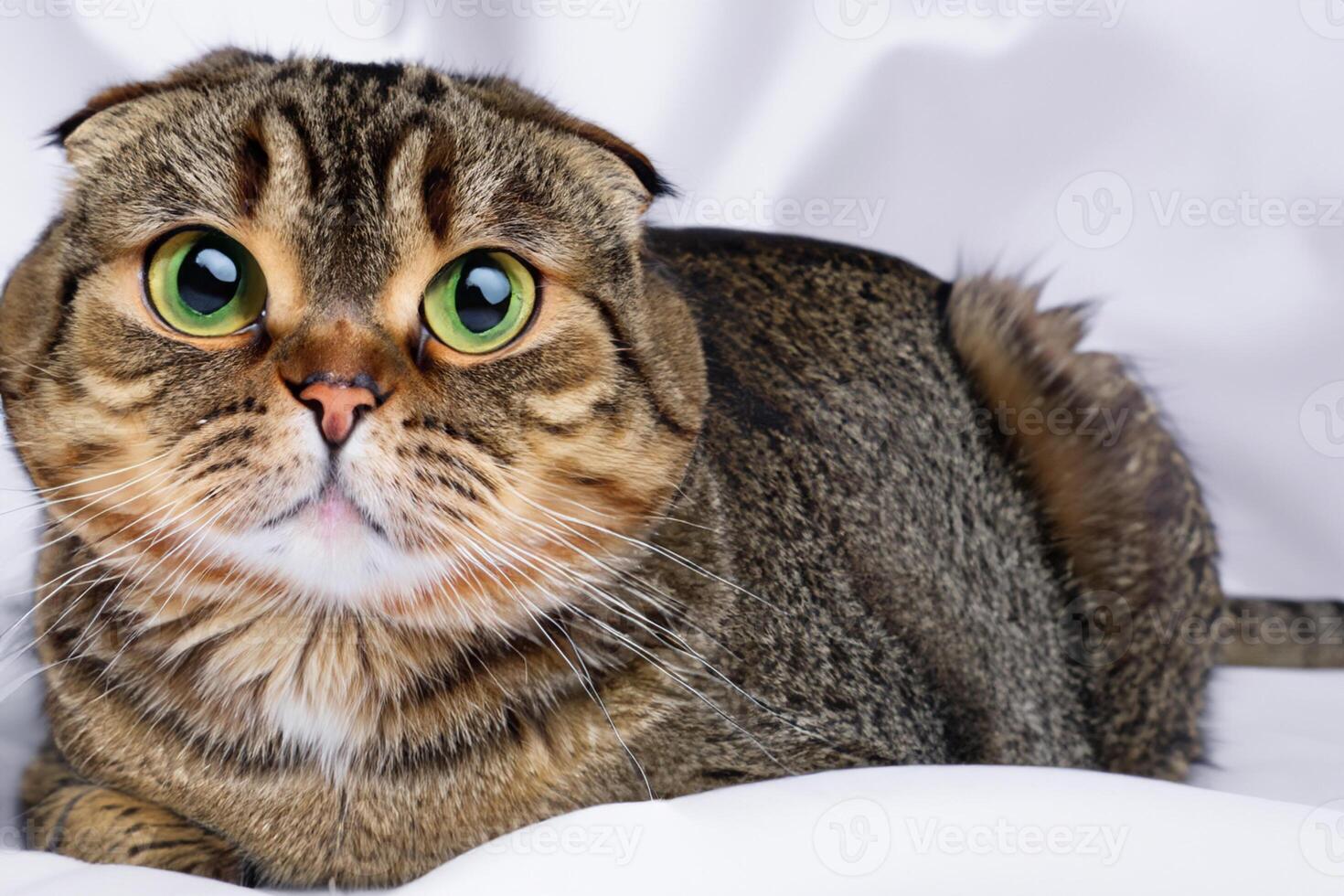 Embracing the Beauty of a Beautiful Cute Whiskered Charm Scottish Fold, Where Playful Elegance and Endearing Whiskers Combine in a Captivating Portrait of Feline Delight, Bringing Joy to Every Heart photo
