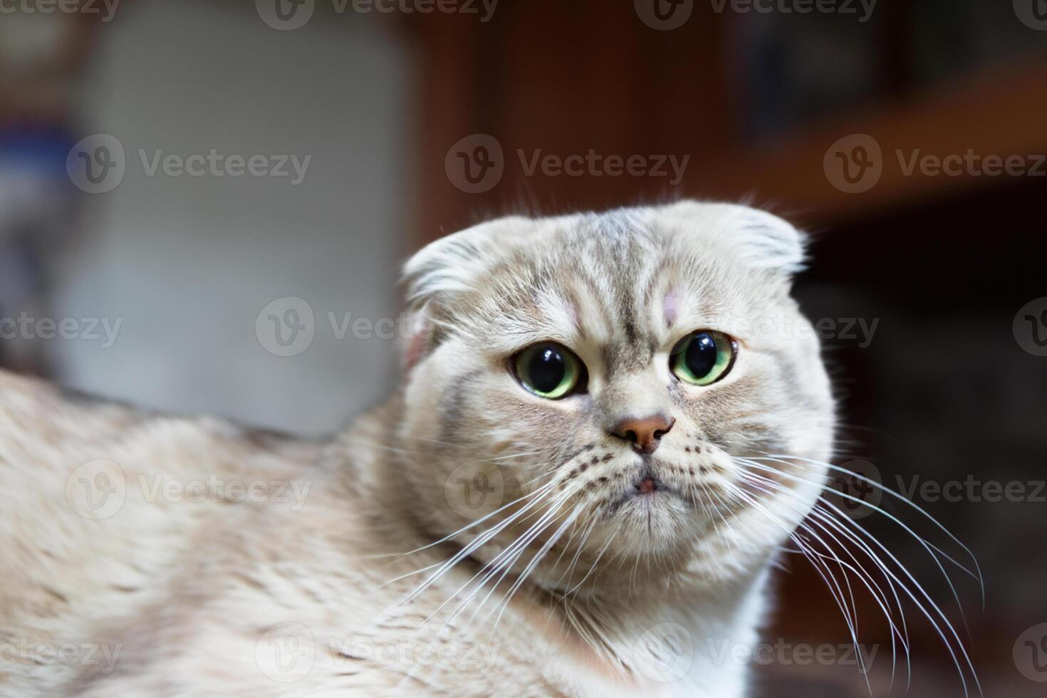 Embracing the Beauty of a Beautiful Cute Whiskered Charm Scottish Fold, Where Playful Elegance and Endearing Whiskers Combine in a Captivating Portrait of Feline Delight, Bringing Joy to Every Heart photo