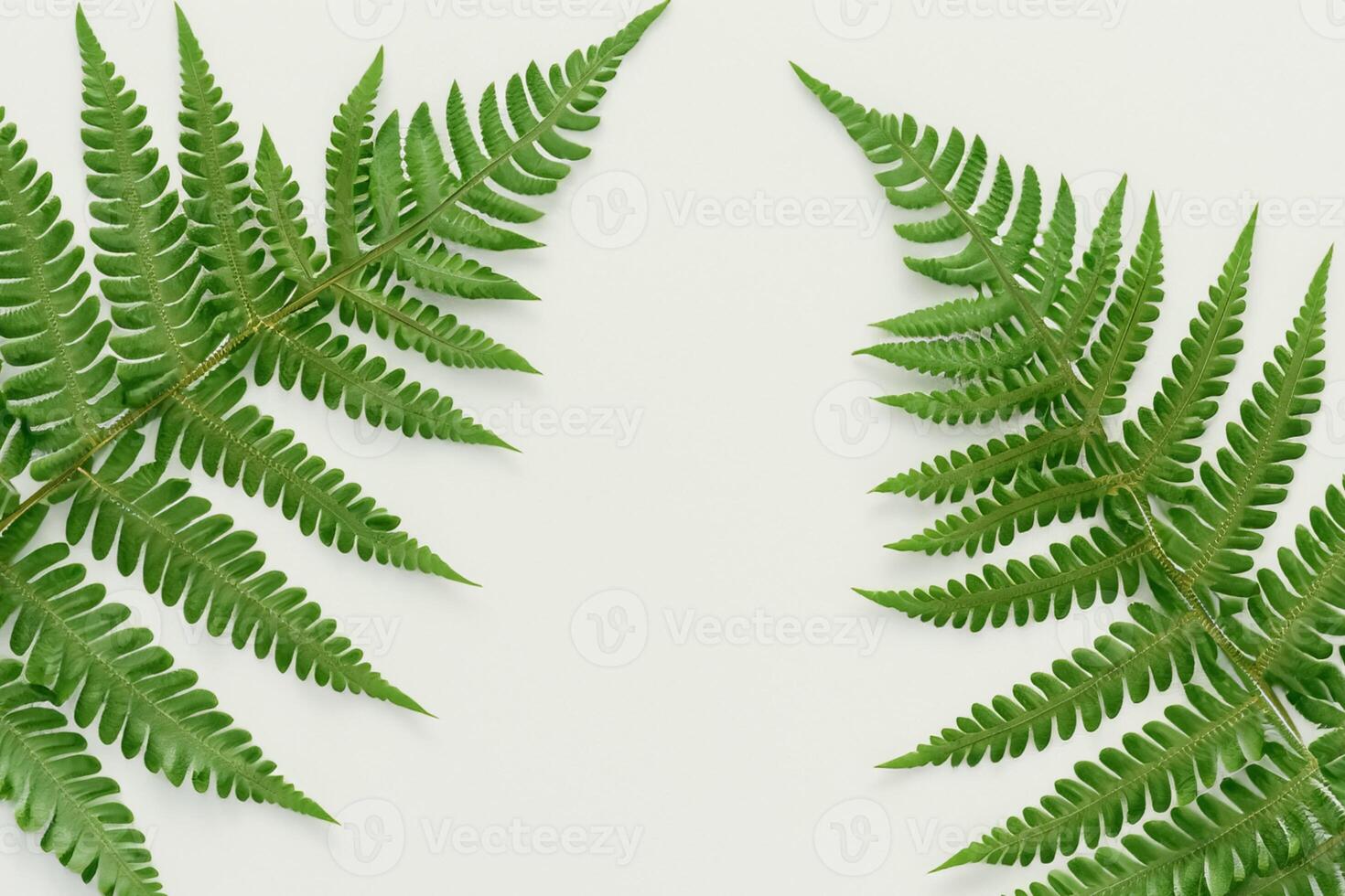 Embarking on a Journey Through the Intricate Beauty of Beautiful Fern Leaves, as Lush Green Fronds Unfold in Nature's Dance, Creating an Exquisite Tapestry of Botanical Elegance and Timeless Grace photo