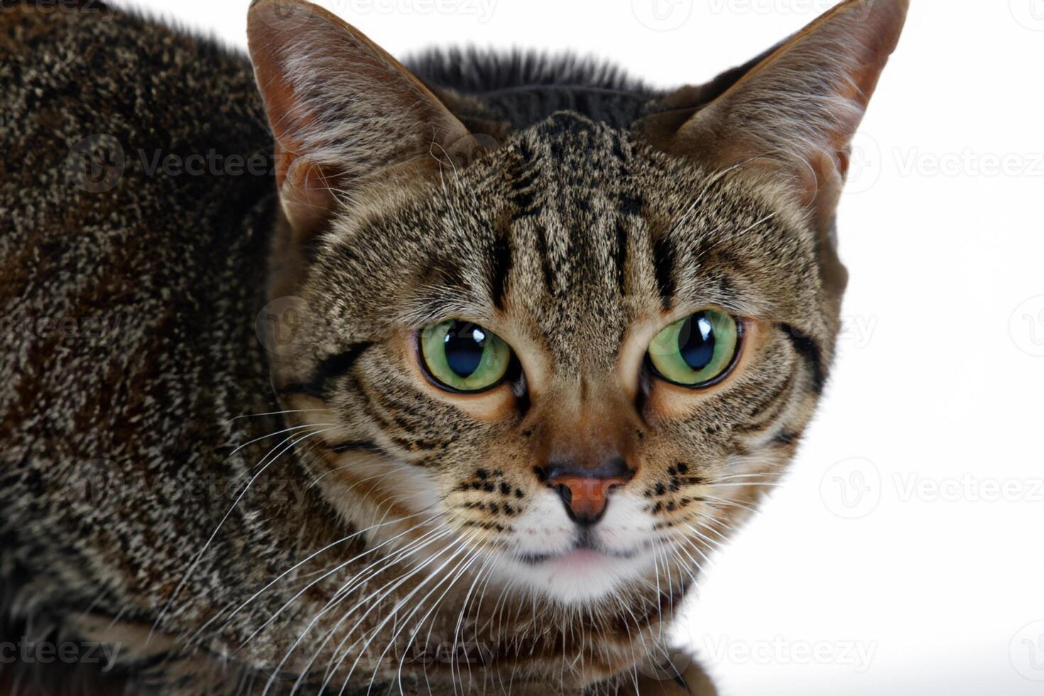 Exploring the Allure of a Beautiful Scottish Fold Cat, where Whiskered Elegance and Playful Charm Unite in a Mesmerizing Portrait of Cuddly Delight photo