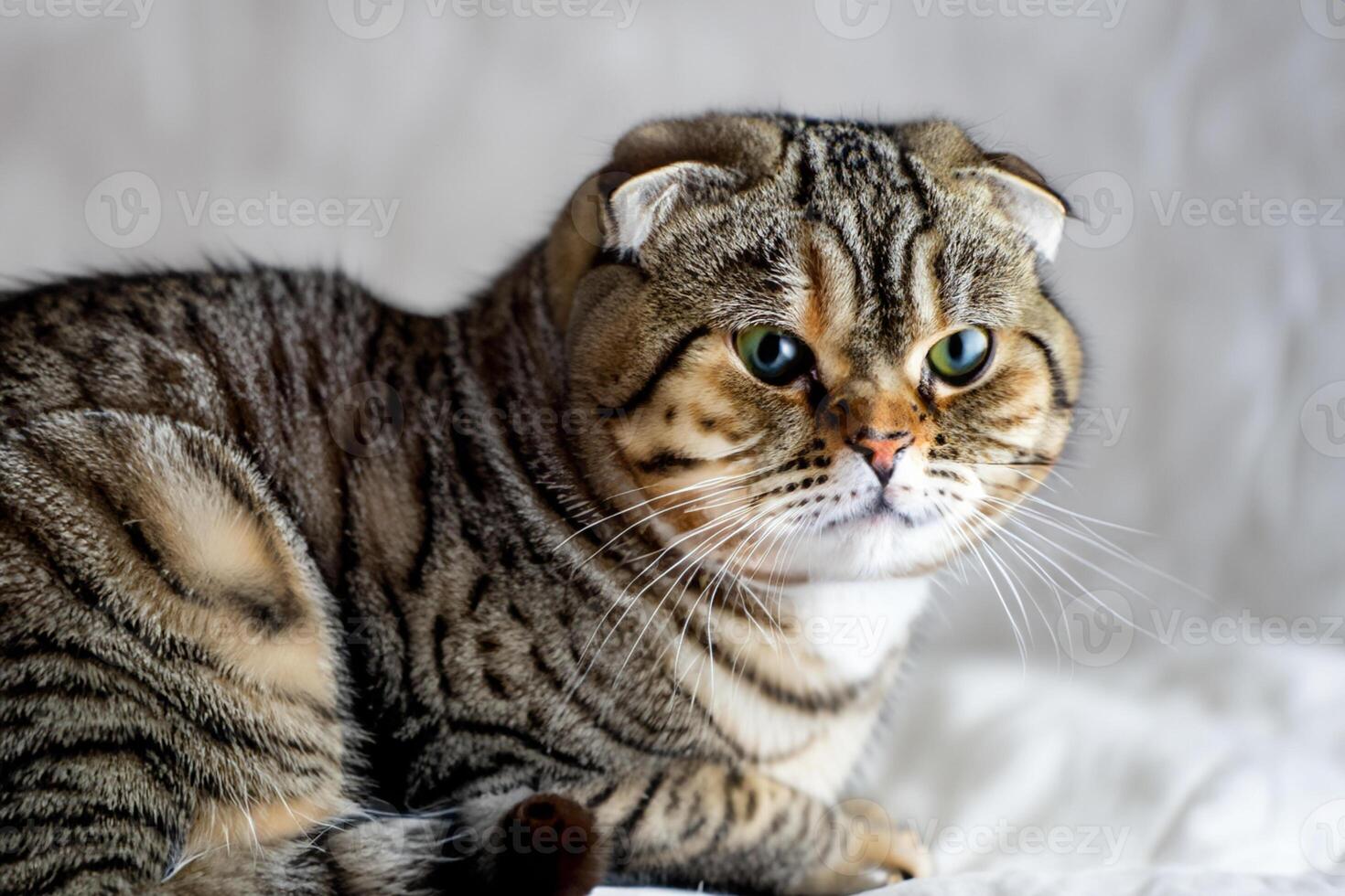 Exploring the Allure of a Beautiful Scottish Fold Cat, where Whiskered Elegance and Playful Charm Unite in a Mesmerizing Portrait of Cuddly Delight photo