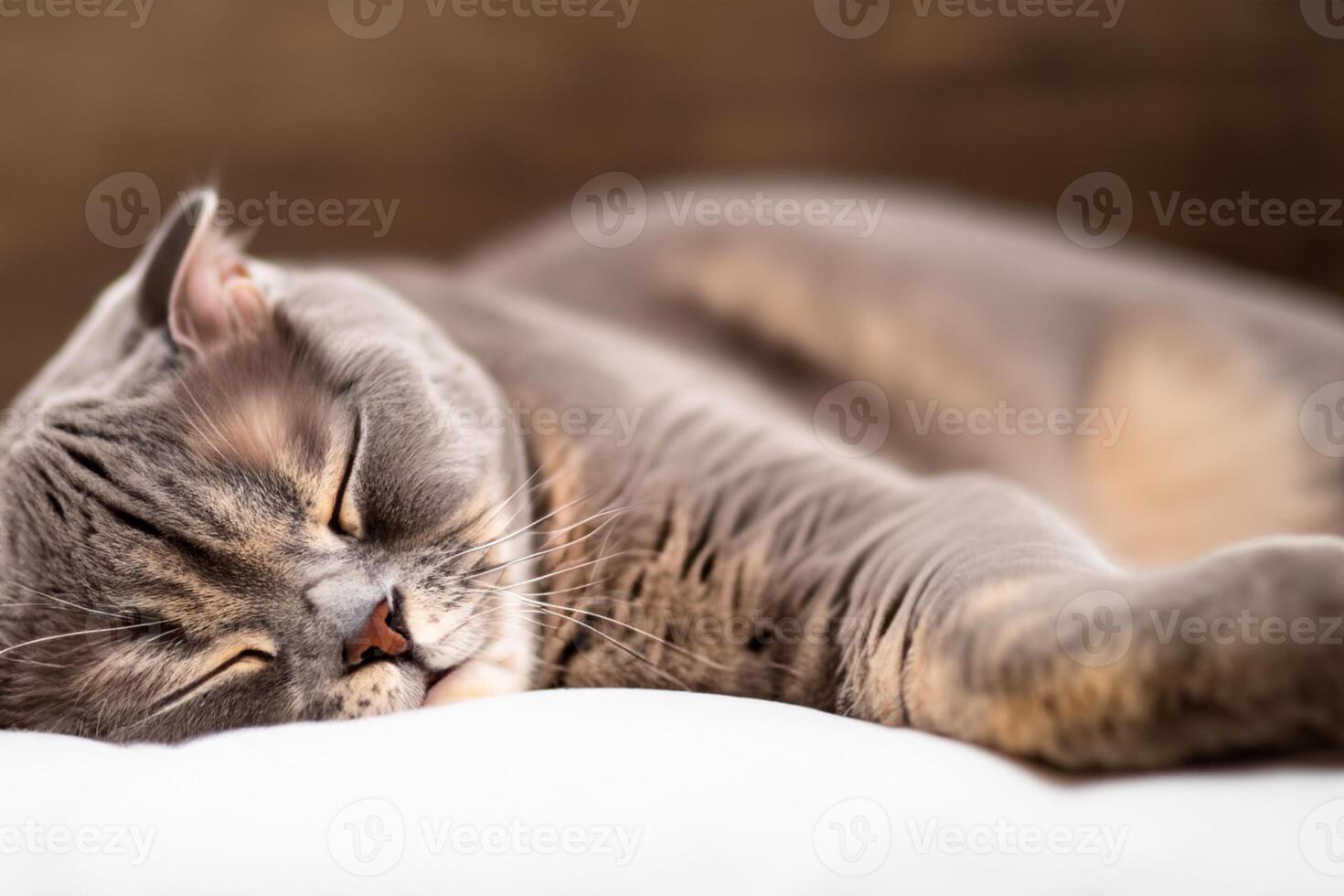 Embracing the Beauty of a Beautiful Cute Whiskered Charm Scottish Fold, Where Playful Elegance and Endearing Whiskers Combine in a Captivating Portrait of Feline Delight, Bringing Joy to Every Heart photo