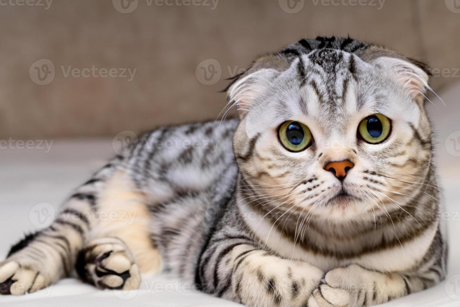 Embracing the Beauty of a Beautiful Cute Whiskered Charm Scottish Fold, Where Playful Elegance and Endearing Whiskers Combine in a Captivating Portrait of Feline Delight, Bringing Joy to Every Heart photo