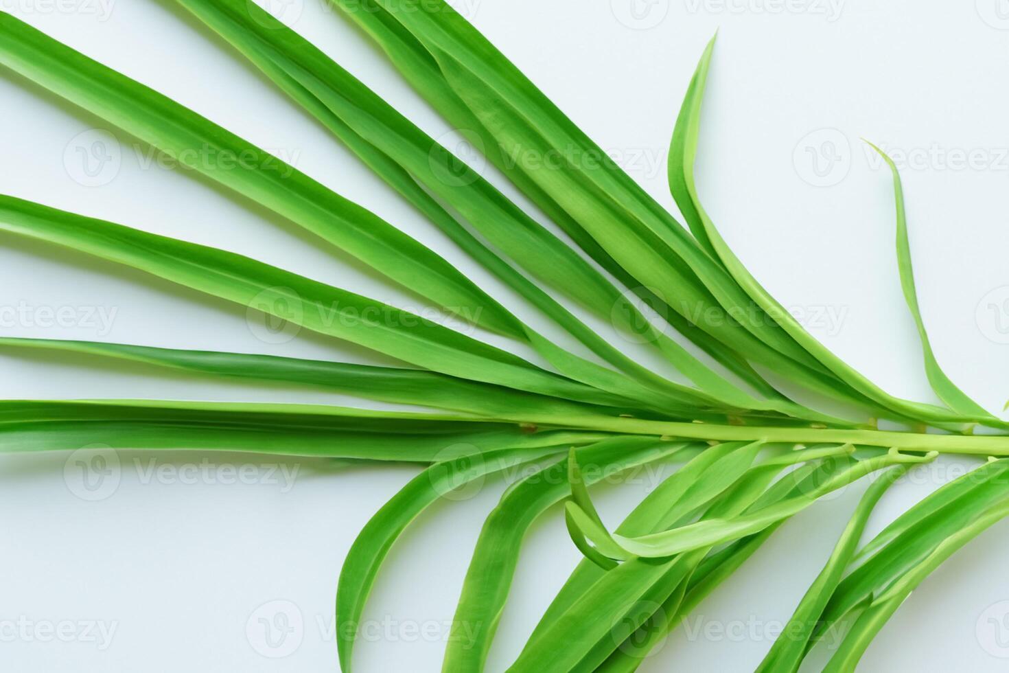 A Culinary Odyssey with the Beautiful Pandan Leaf, Infusing Delicate Aromas and Vibrant Green Hues into Exquisite Dishes, Elevating Flavor Profiles with Nature's Fresh Elegance photo