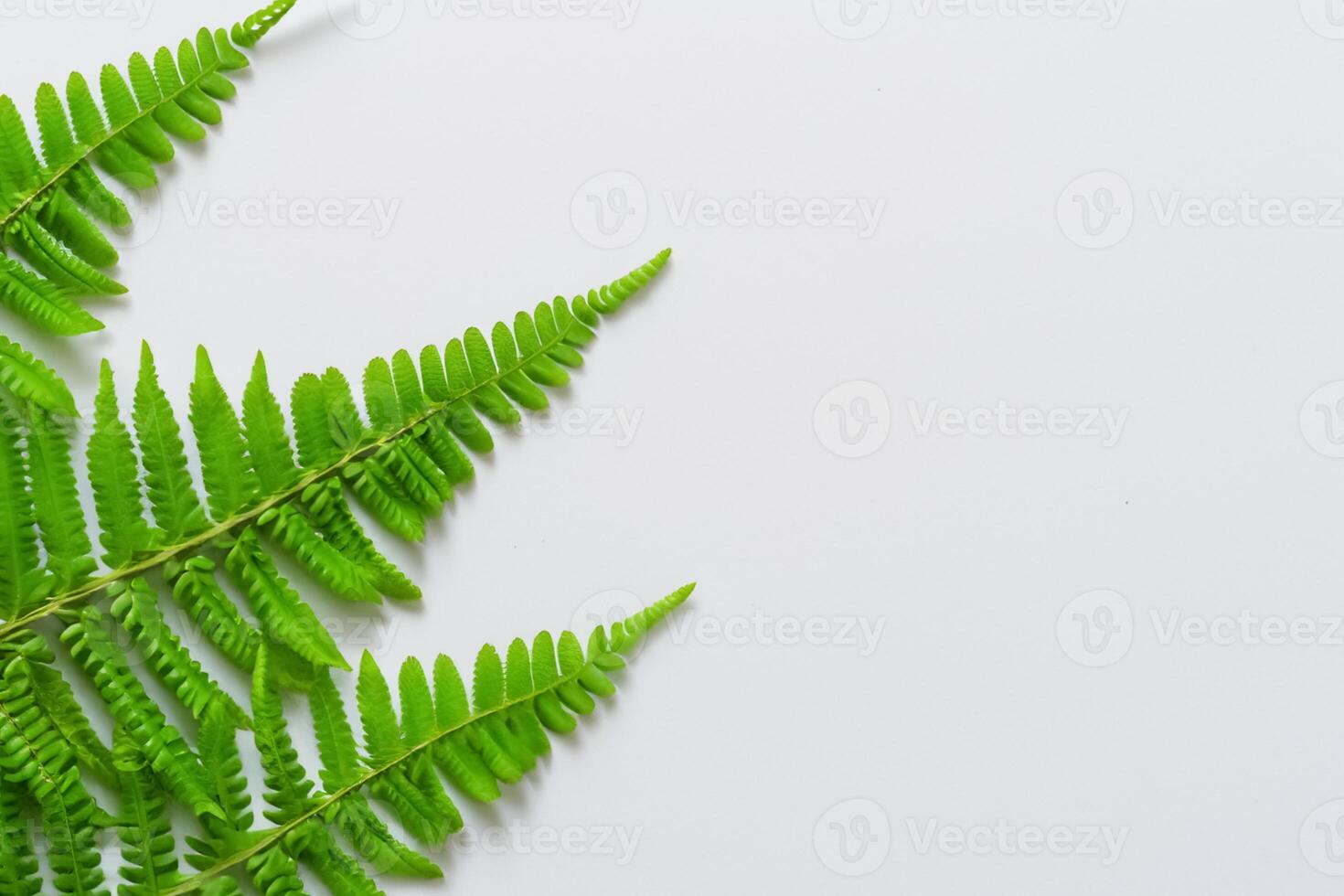 Embarking on a Journey Through the Intricate Beauty of Beautiful Fern Leaves, as Lush Green Fronds Unfold in Nature's Dance, Creating an Exquisite Tapestry of Botanical Elegance and Timeless Grace photo