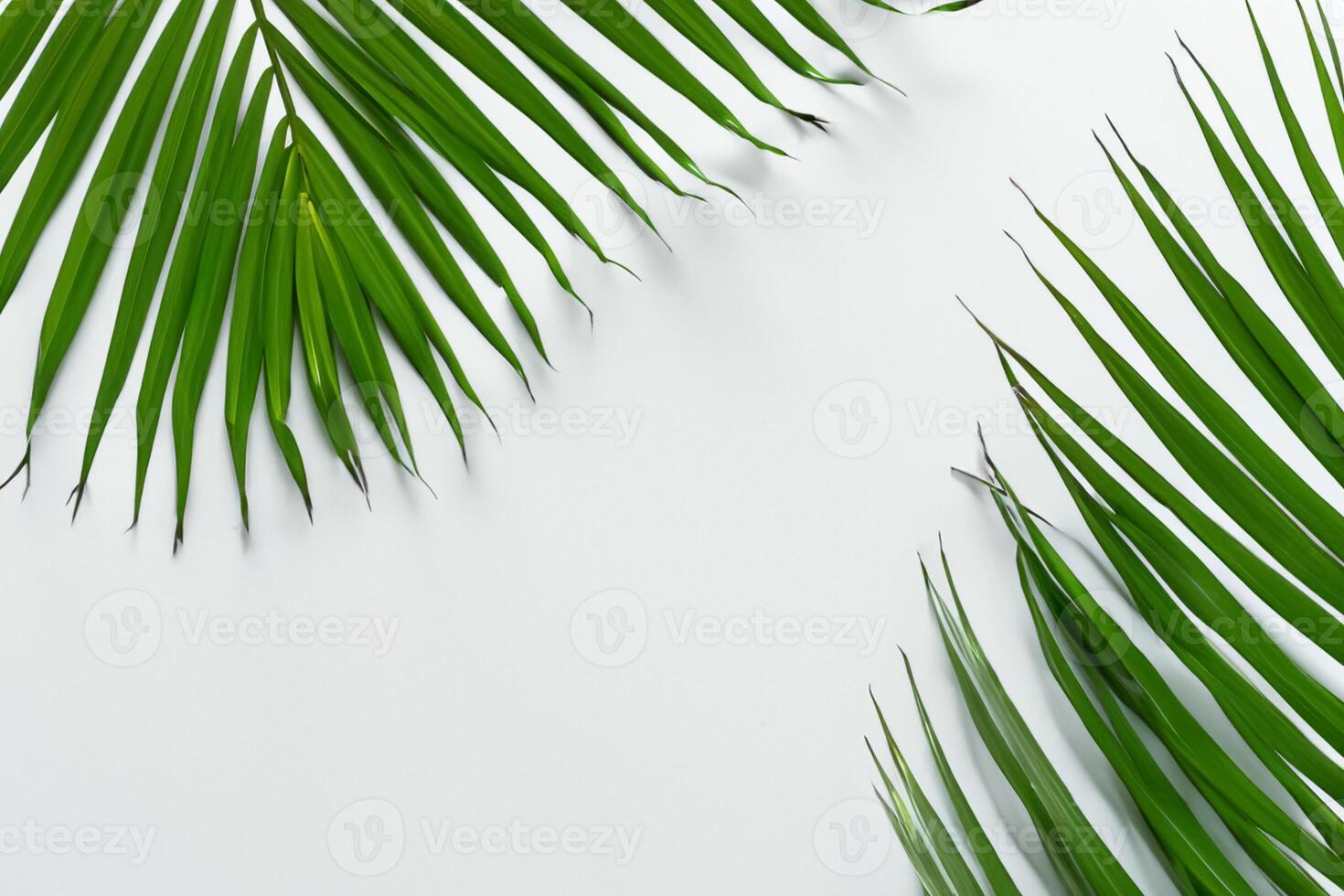 Reveling in the Tropical Splendor of Beautiful Palm Leaves, Where Sun-Kissed Fronds Sway in Nature's Rhythm, Crafting a Breathtaking Tapestry of Exotic Elegance and Endless Tranquility photo