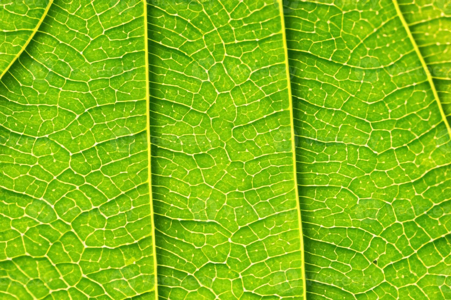 Unveiling Nature's Splendor in Every Delicate Vein, a Kaleidoscope of Beauty Adorns this Close-Up Elegance, where Greenery Becomes an Intricate Tapestry of Life photo