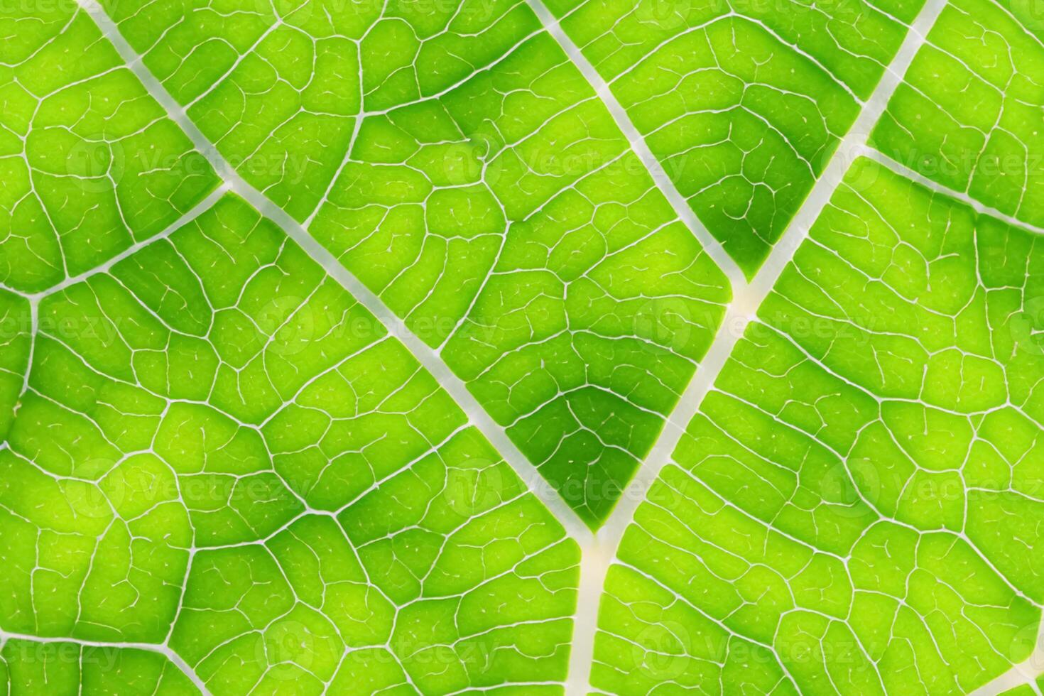 Unveiling Nature's Splendor in Every Delicate Vein, a Kaleidoscope of Beauty Adorns this Close-Up Elegance, where Greenery Becomes an Intricate Tapestry of Life photo