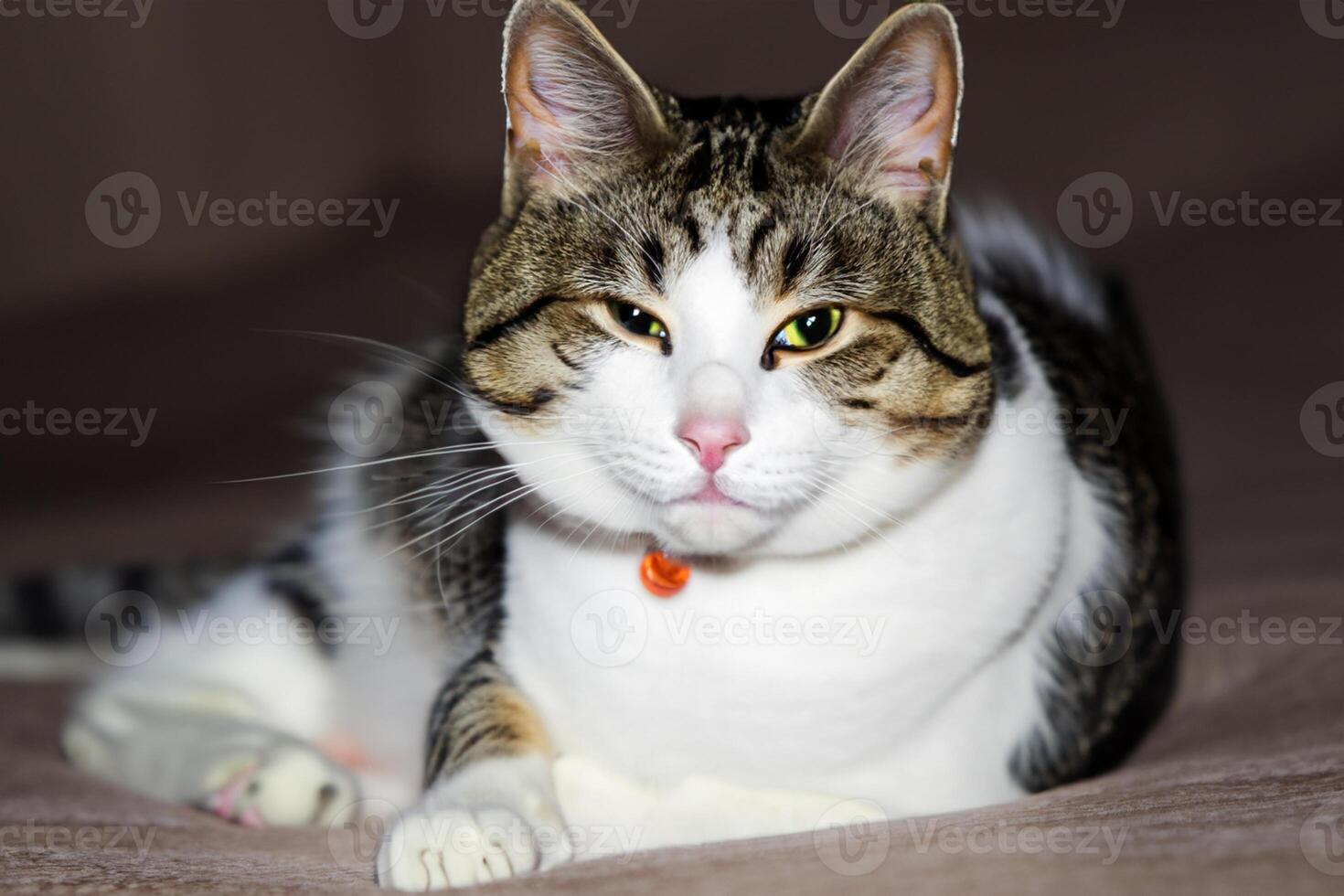 Exploring the Allure of a Beautiful Scottish Fold Cat, where Whiskered Elegance and Playful Charm Unite in a Mesmerizing Portrait of Cuddly Delight photo