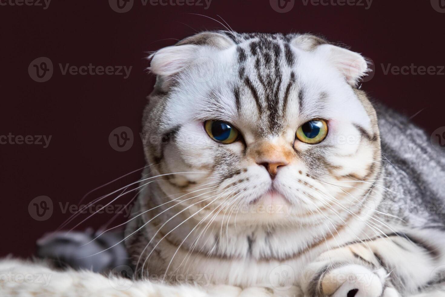 Unveiling the Irresistible Charms of a Beautiful Whiskered Scottish Fold, Where Playful Elegance Meets Feline Grace, Creating a Mesmerizing Portrait of Cuddly Whiskers and Endearing Fluffiness photo