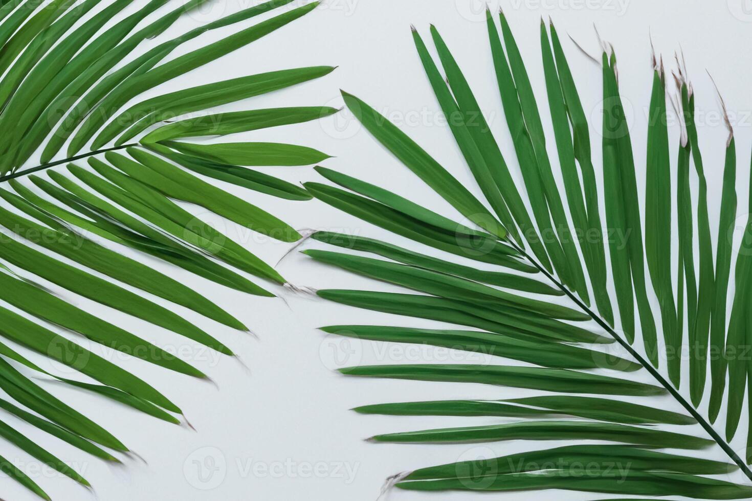 Reveling in the Tropical Splendor of Beautiful Palm Leaves, Where Sun-Kissed Fronds Sway in Nature's Rhythm, Crafting a Breathtaking Tapestry of Exotic Elegance and Endless Tranquility photo