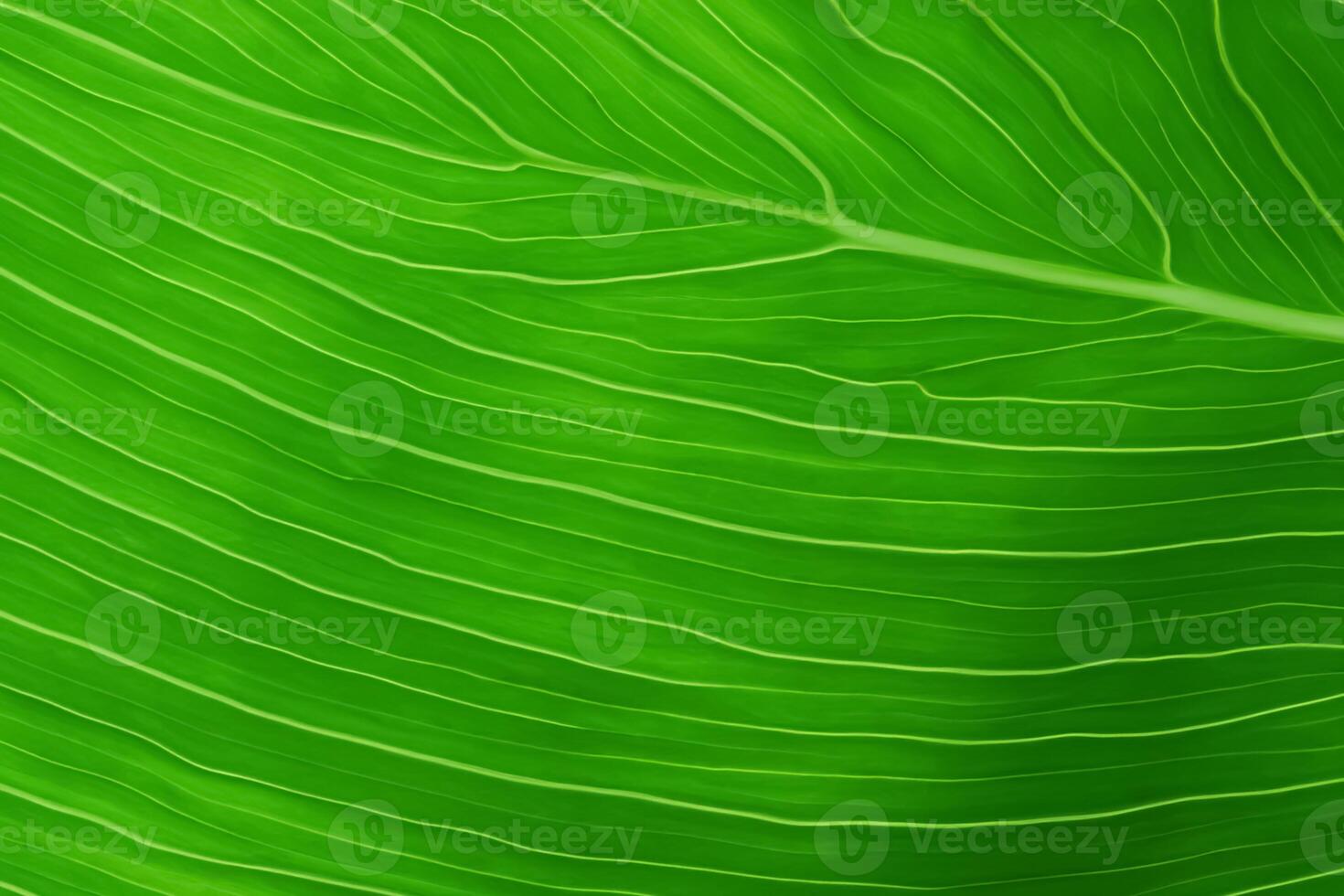 Unveiling Nature's Splendor in Every Delicate Vein, a Kaleidoscope of Beauty Adorns this Close-Up Elegance, where Greenery Becomes an Intricate Tapestry of Life photo