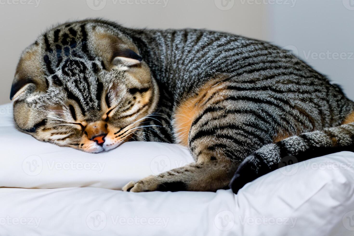 Embracing the Beauty of a Beautiful Cute Whiskered Charm Scottish Fold, Where Playful Elegance and Endearing Whiskers Combine in a Captivating Portrait of Feline Delight, Bringing Joy to Every Heart photo
