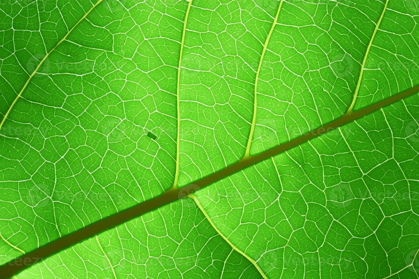Unveiling Nature's Splendor in Every Delicate Vein, a Kaleidoscope of Beauty Adorns this Close-Up Elegance, where Greenery Becomes an Intricate Tapestry of Life photo