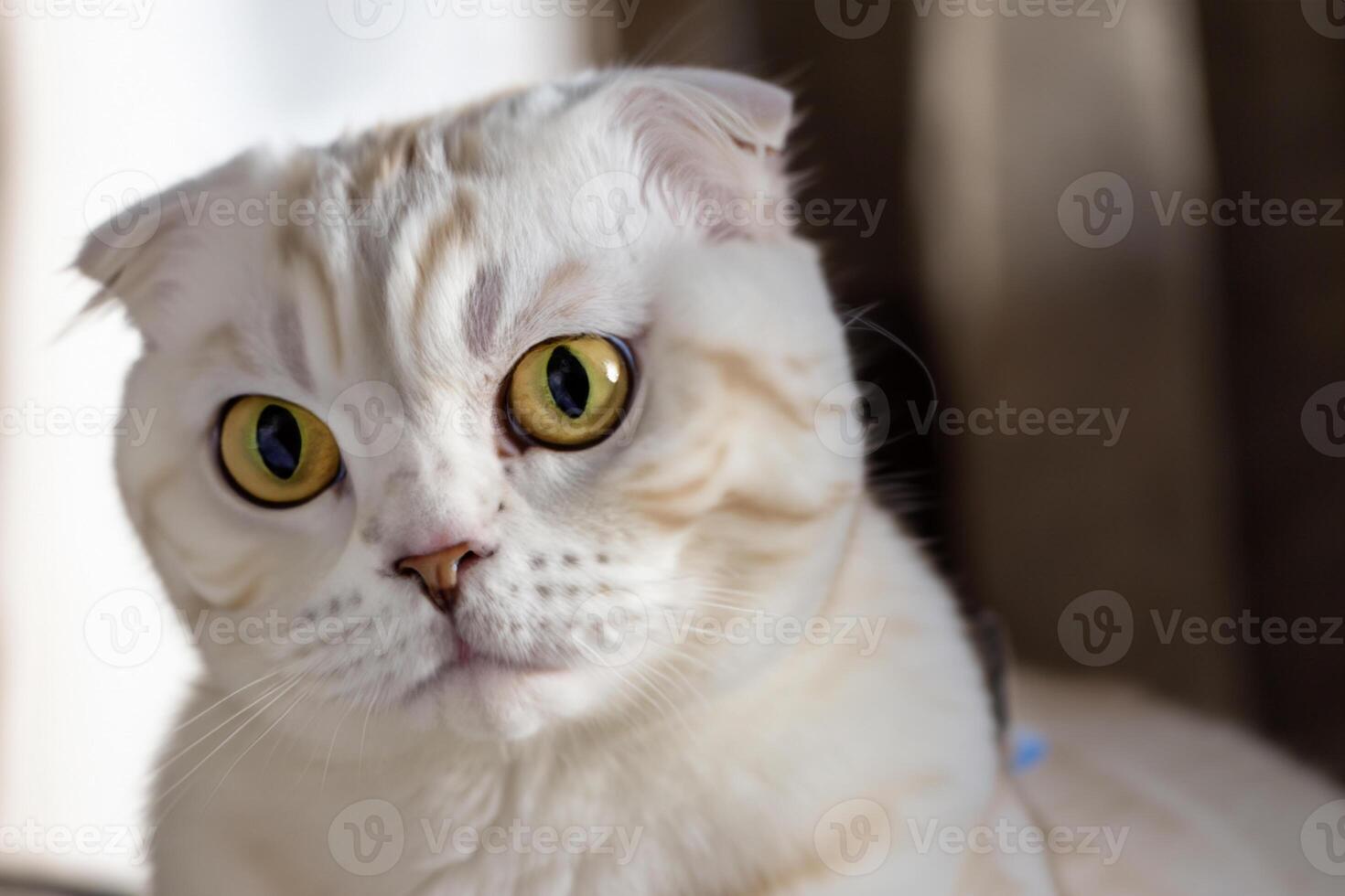 Exploring the Allure of a Beautiful Scottish Fold Cat, where Whiskered Elegance and Playful Charm Unite in a Mesmerizing Portrait of Cuddly Delight photo
