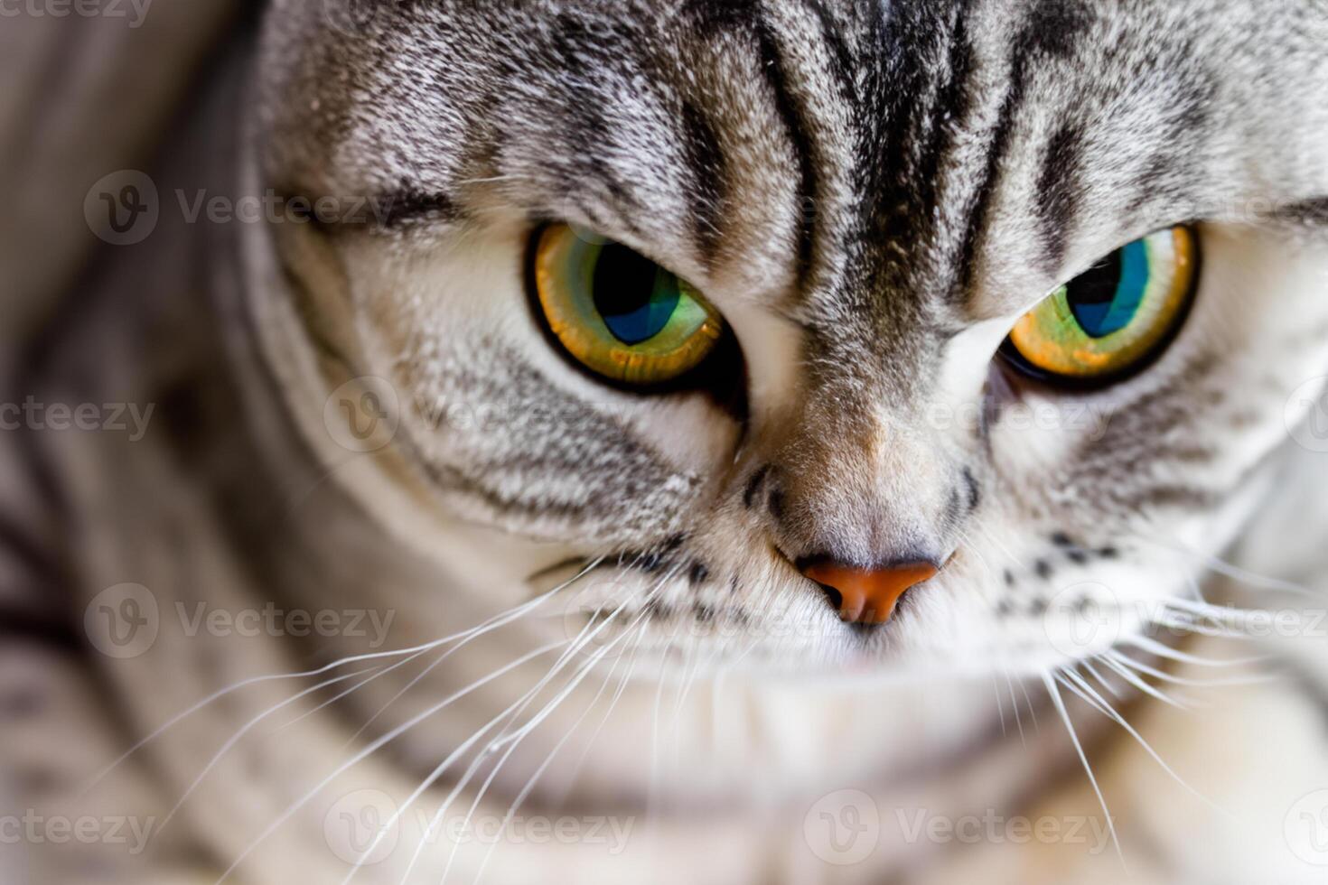 Exploring the Allure of a Beautiful Scottish Fold Cat, where Whiskered Elegance and Playful Charm Unite in a Mesmerizing Portrait of Cuddly Delight photo