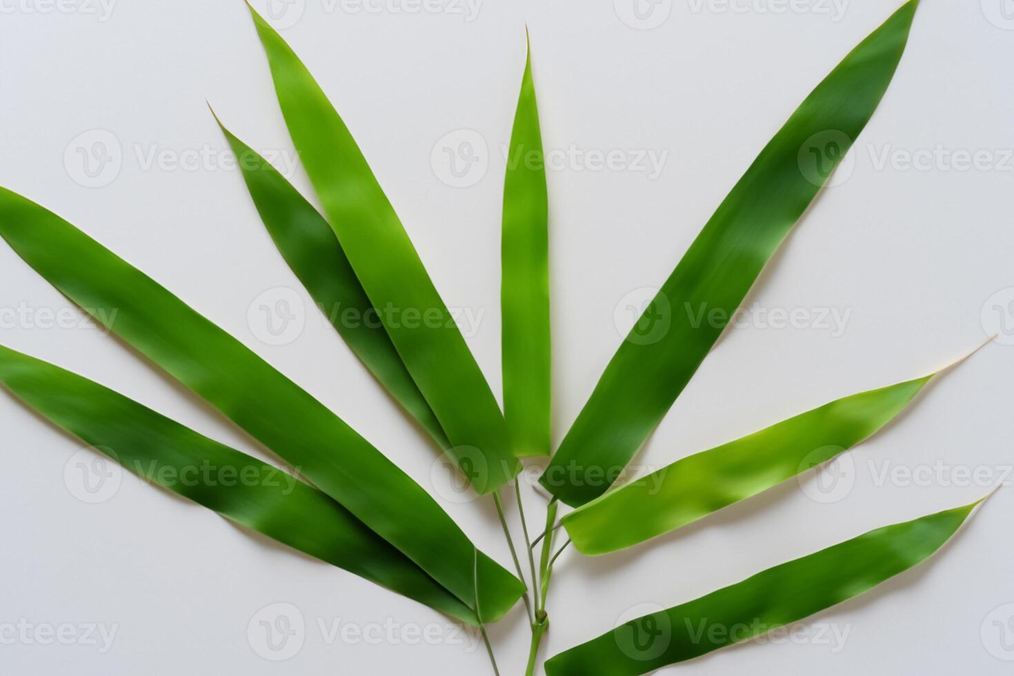 Embracing the Allure of Beautiful Bamboo Leaves, where Graceful Green Blades Dance in Harmonious Symphony, Creating a Tranquil Oasis of Nature's Poise and Timeless Beauty photo