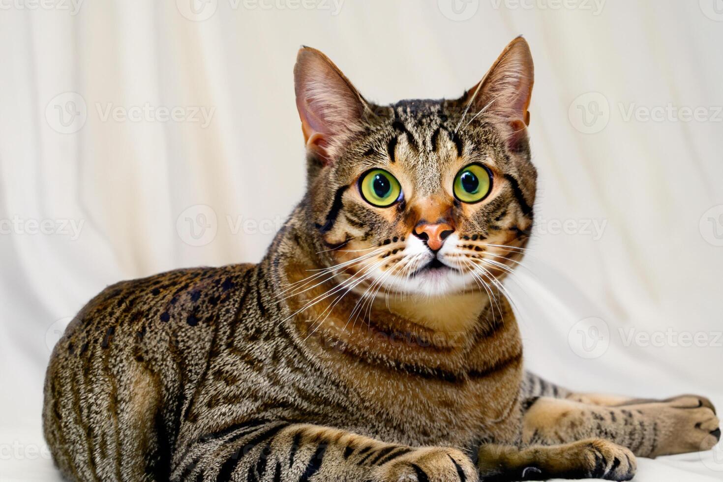 Exploring the Allure of a Beautiful Scottish Fold Cat, where Whiskered Elegance and Playful Charm Unite in a Mesmerizing Portrait of Cuddly Delight photo