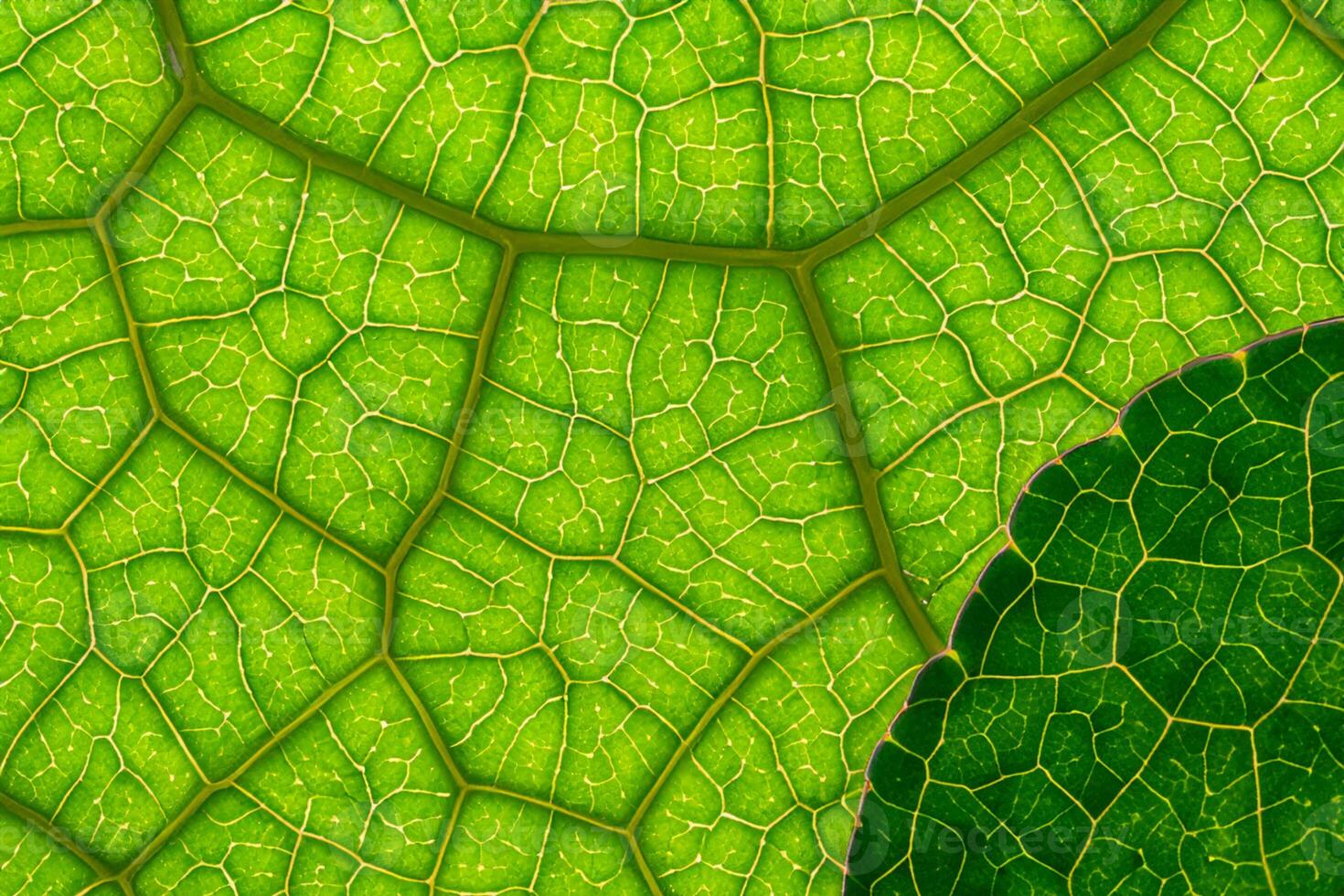Exploring the Sublime Beauty of a Beautiful Macro Leaf, Where Intricate Veins and Vivid Textures Unfold, Creating an Enchanting Microcosm of Nature's Delicate Artistry photo