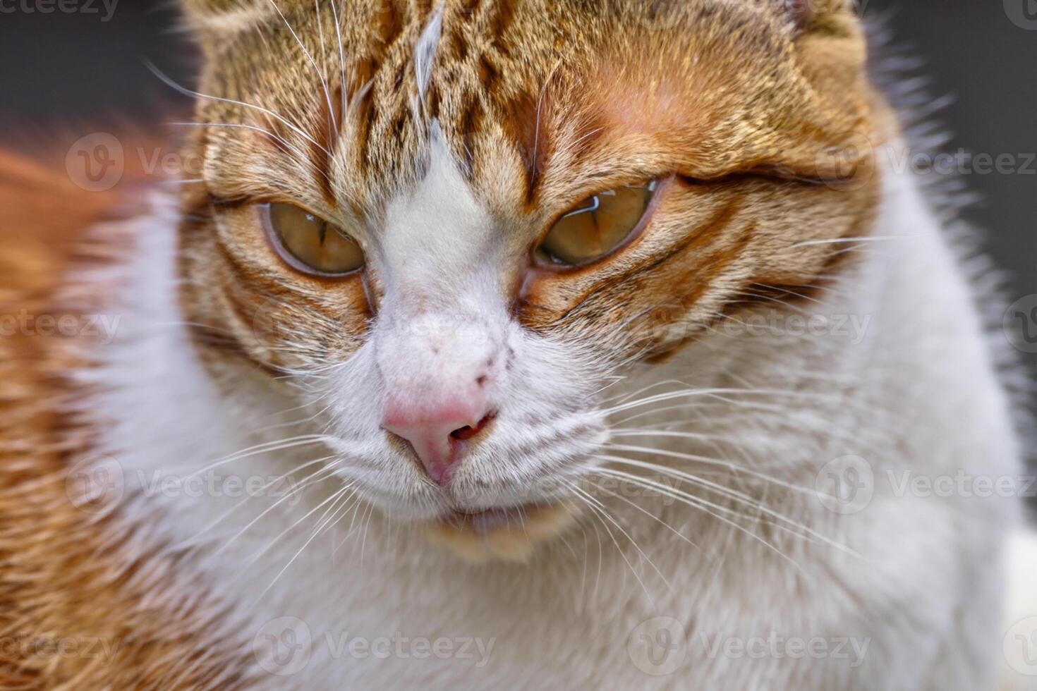 Exploring the Allure of a Beautiful Scottish Fold Cat, where Whiskered Elegance and Playful Charm Unite in a Mesmerizing Portrait of Cuddly Delight photo