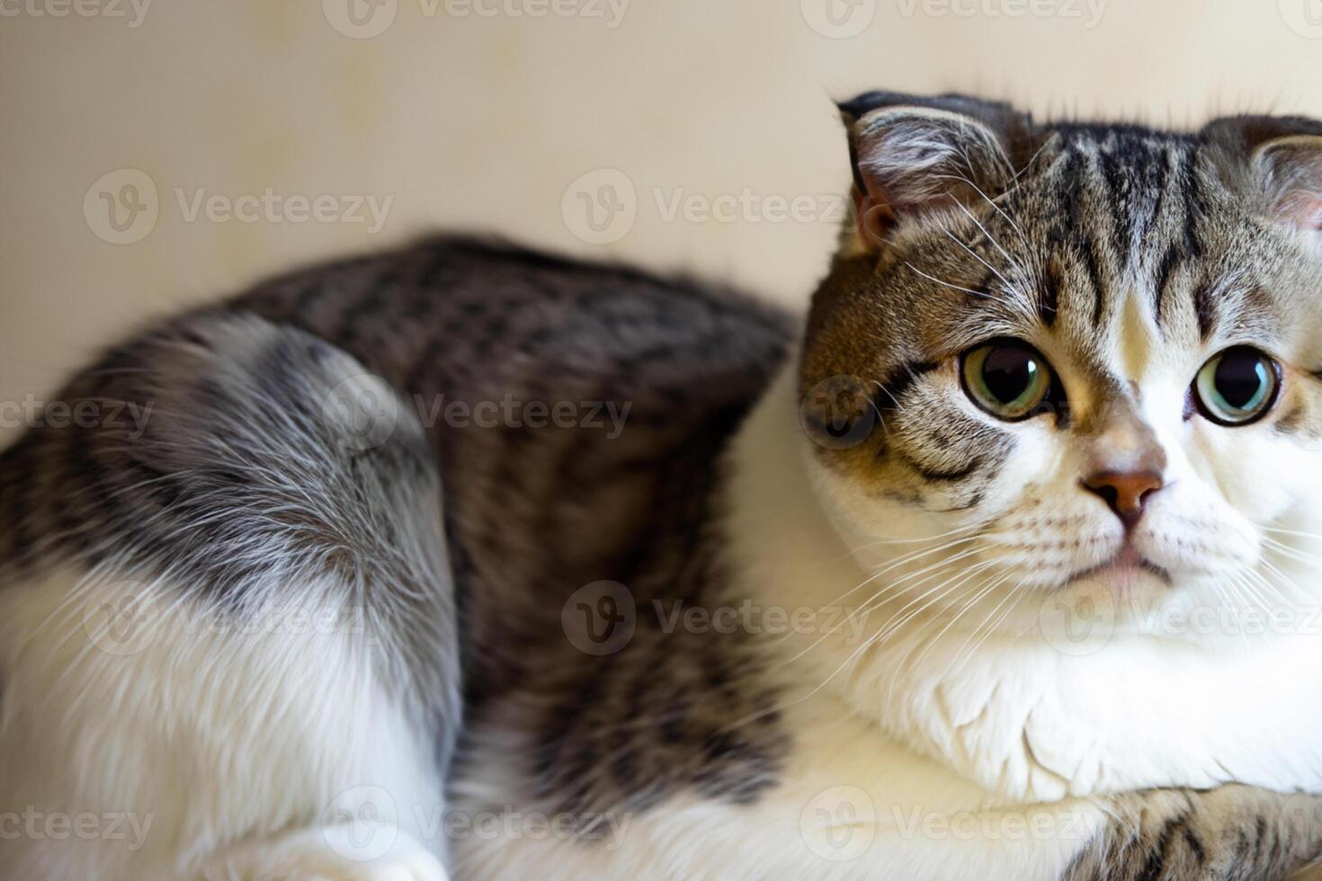 Exploring the Allure of a Beautiful Scottish Fold Cat, where Whiskered Elegance and Playful Charm Unite in a Mesmerizing Portrait of Cuddly Delight photo