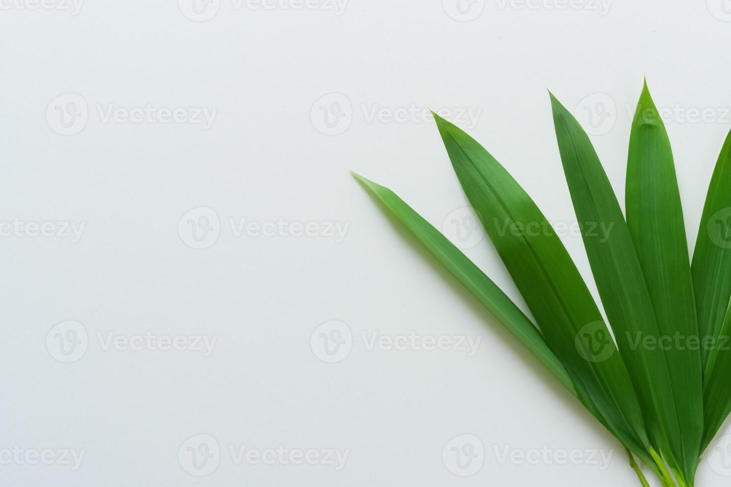 A Culinary Odyssey with the Beautiful Pandan Leaf, Infusing Delicate Aromas and Vibrant Green Hues into Exquisite Dishes, Elevating Flavor Profiles with Nature's Fresh Elegance photo